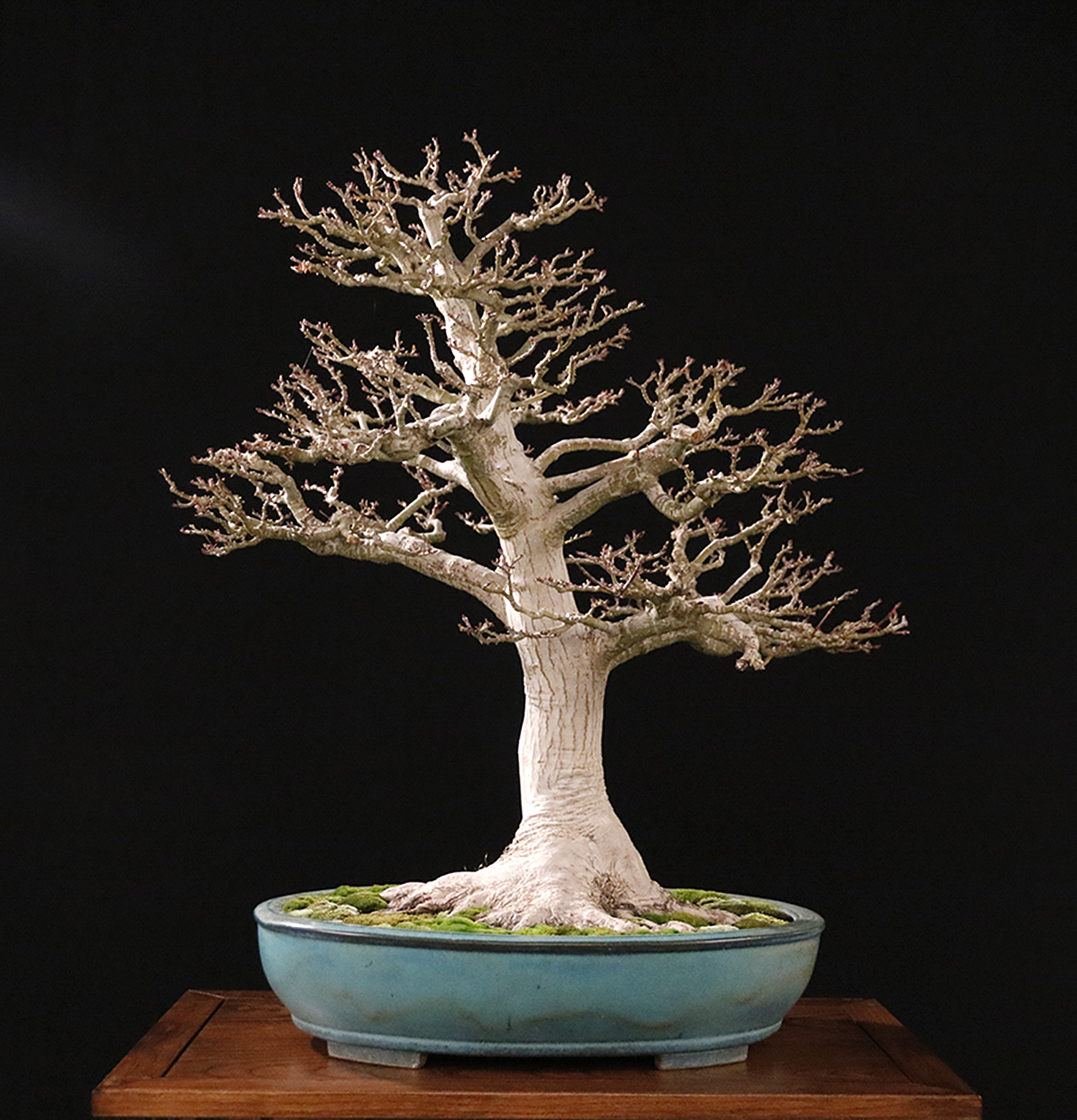 2016 Winter Bonsai Silhouette Bonsai Expo – Valavanis Bonsai Blog