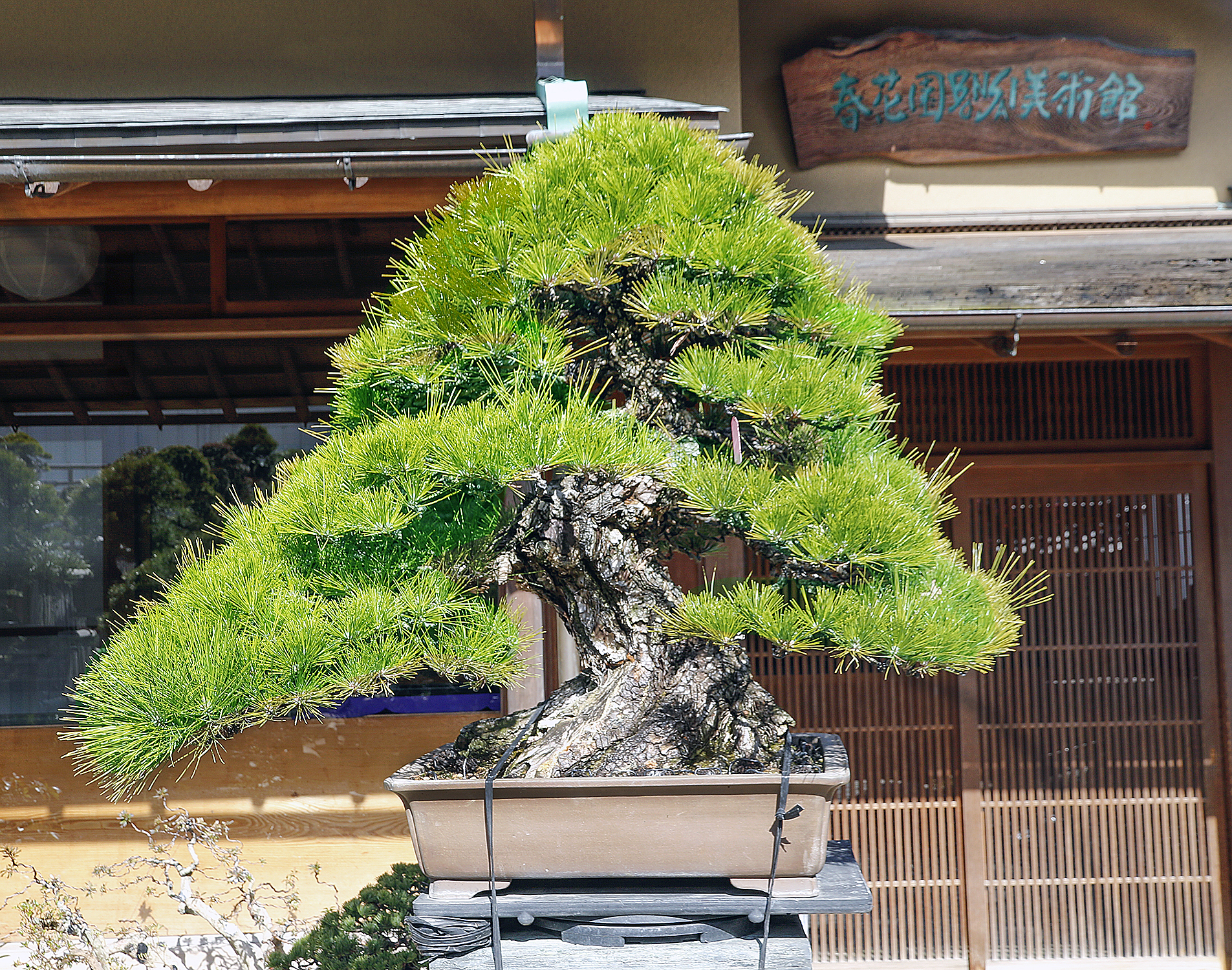 A Visit To Shunka-en Bonsai Museum – Valavanis Bonsai Blog