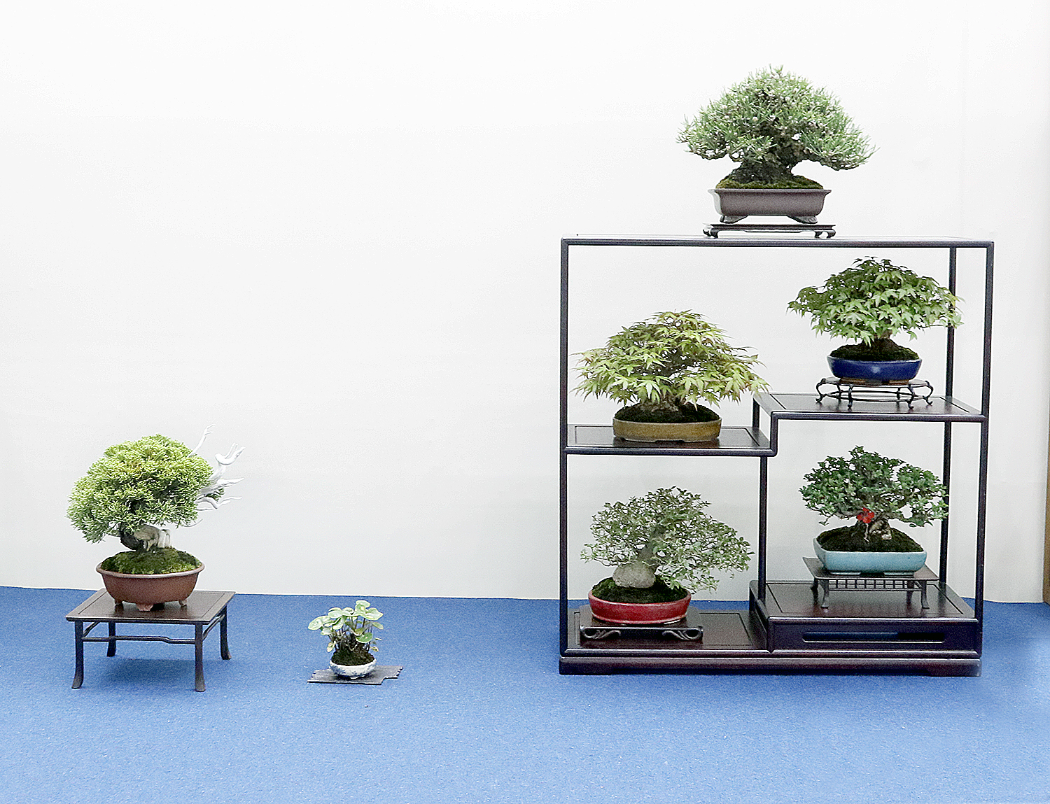 8th World Bonsai Convention in Saitama City, Japan– Part 2