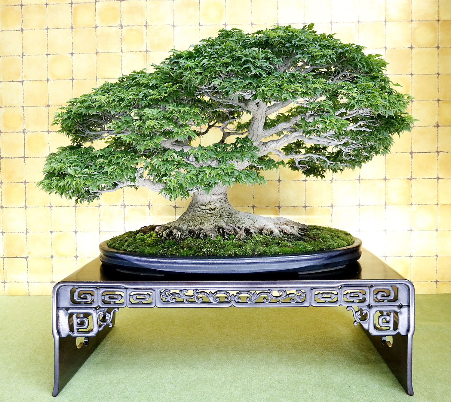 8th World Bonsai Convention in Saitama City, Japan– Part 4 Private