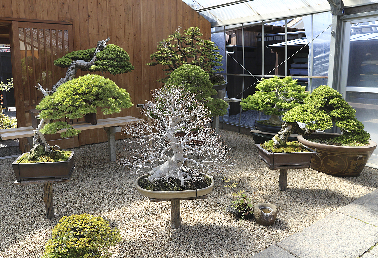 ホジン木 A Visit To Shinji Suzuki's Bonsai Garden, Obuse, Japan – Valavanis
