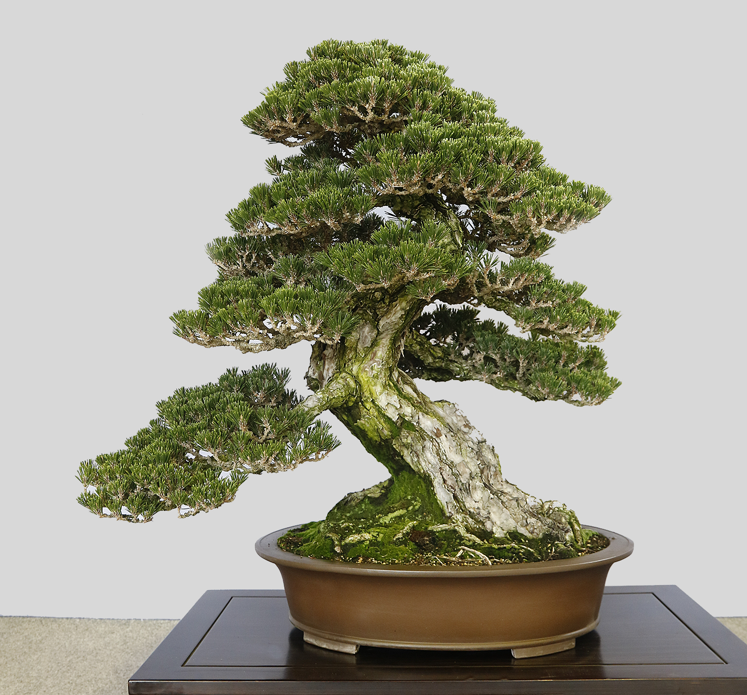 Discover Shikoku! The Journey Within– Part 4 – Valavanis Bonsai Blog