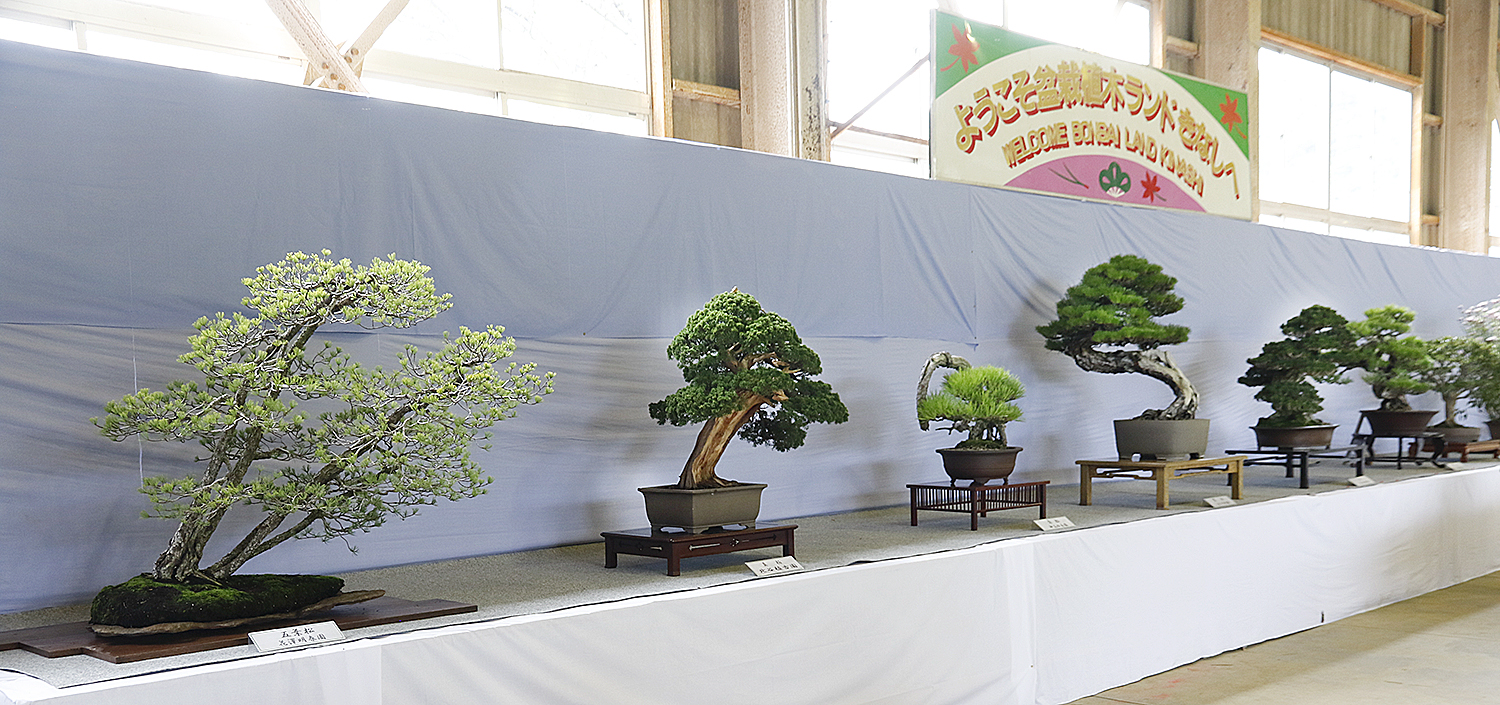 Discover Shikoku! The Journey Within– Part 4 – Valavanis Bonsai Blog