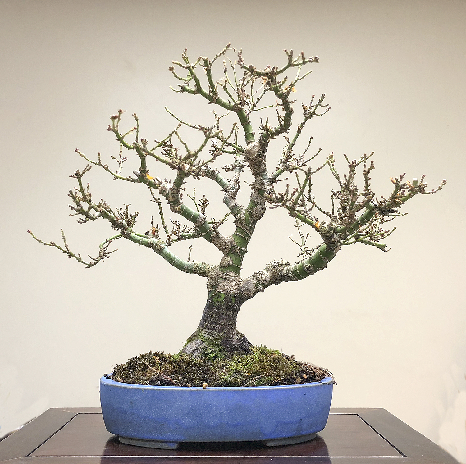 Selecting A Container For A Koto Hime Japanese Maple – Valavanis