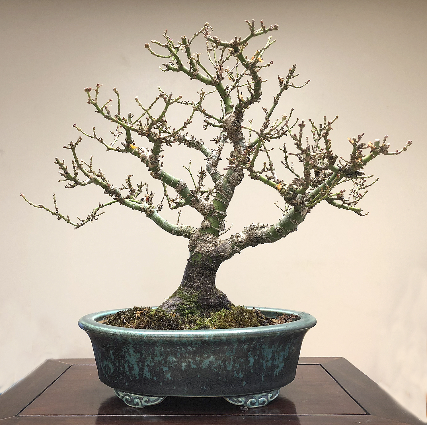 Selecting A Container For A Koto Hime Japanese Maple – Valavanis