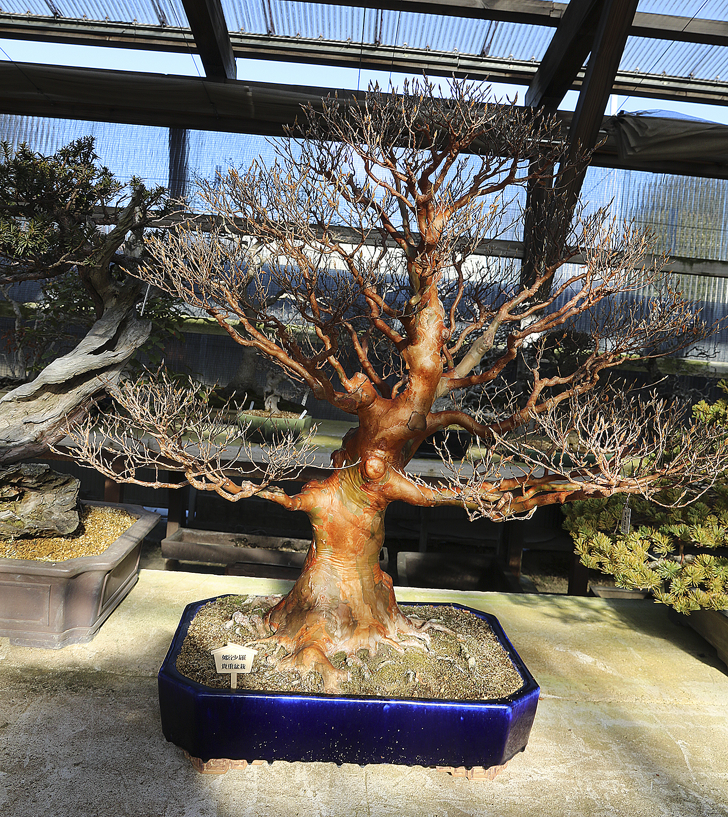 A Visit To Morimae's S-Cube & Omiya Bonsai Village– February 2018