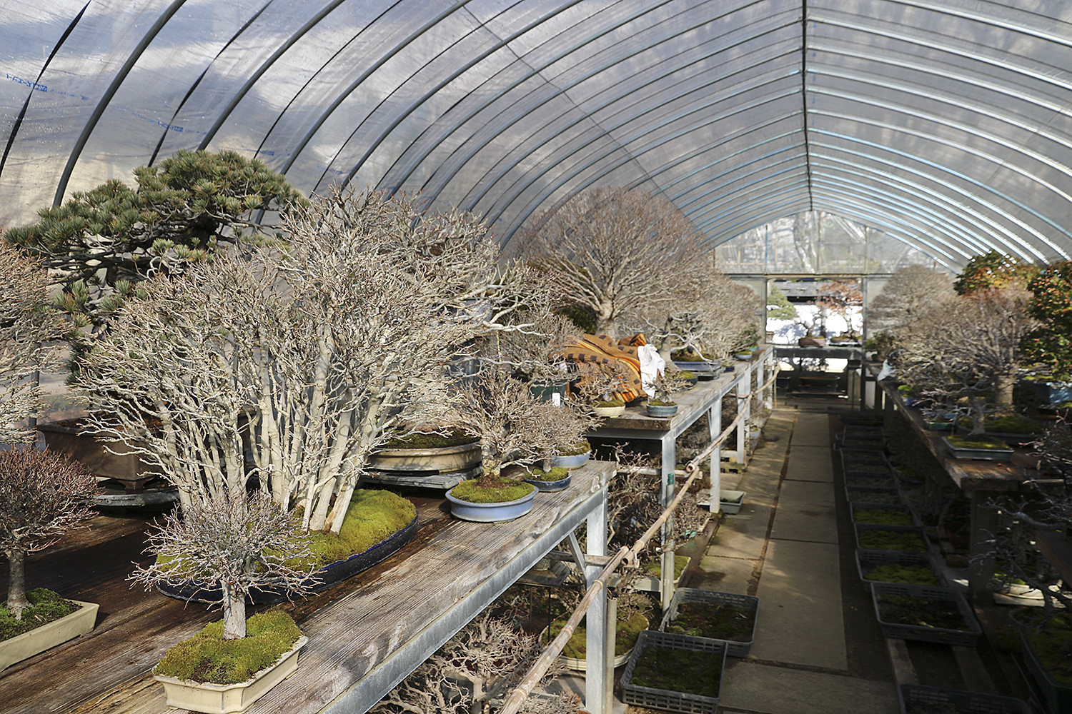 A Visit To Morimae's S-Cube & Omiya Bonsai Village– February 2018