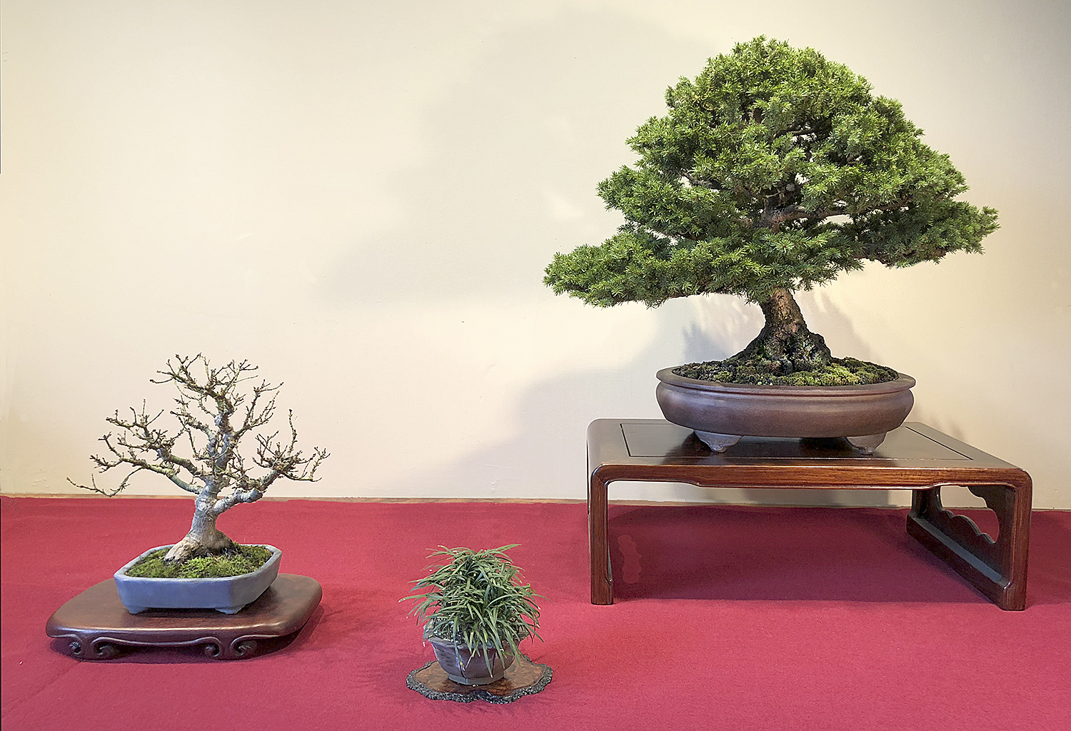 Selecting A Container For A Koto Hime Japanese Maple – Valavanis