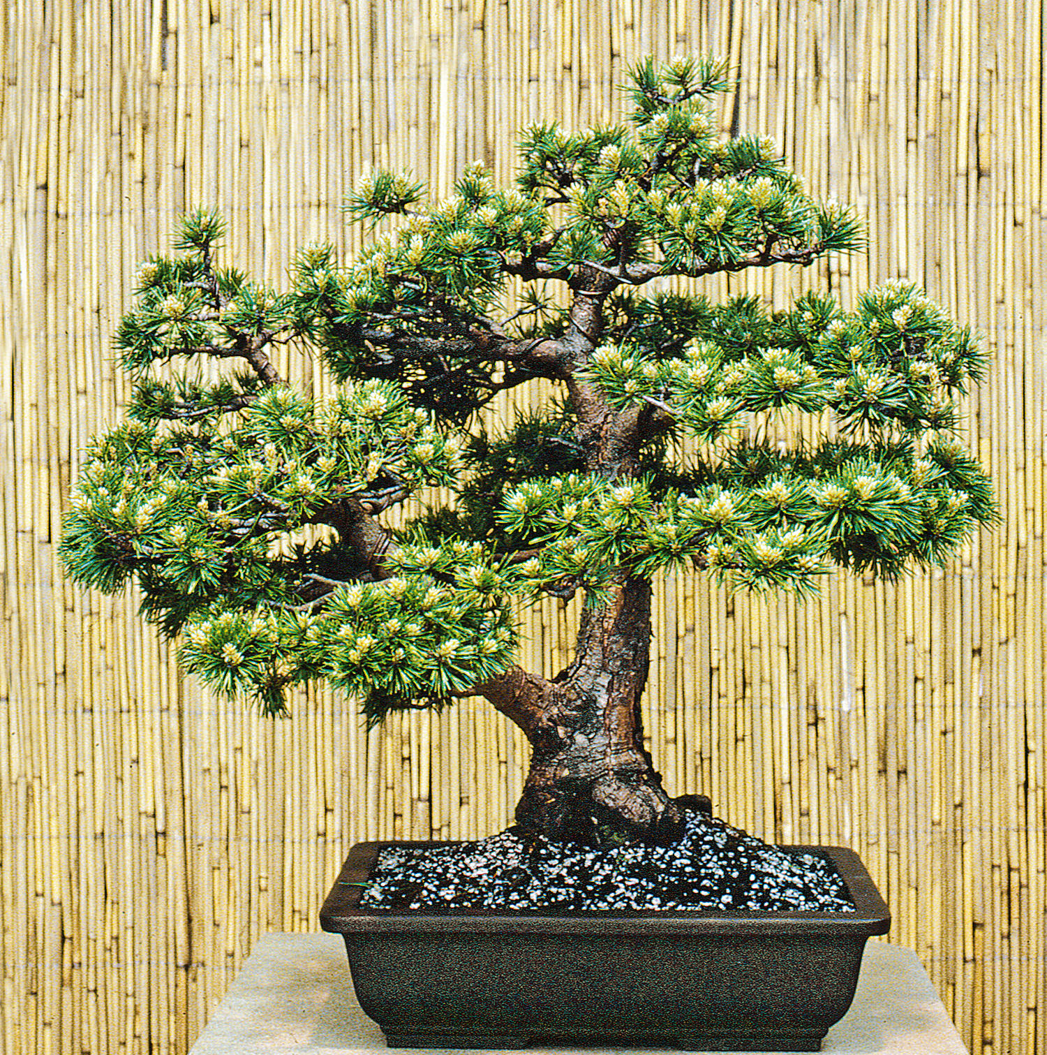 Transplanting A Pine Bonsai – Valavanis Bonsai Blog
