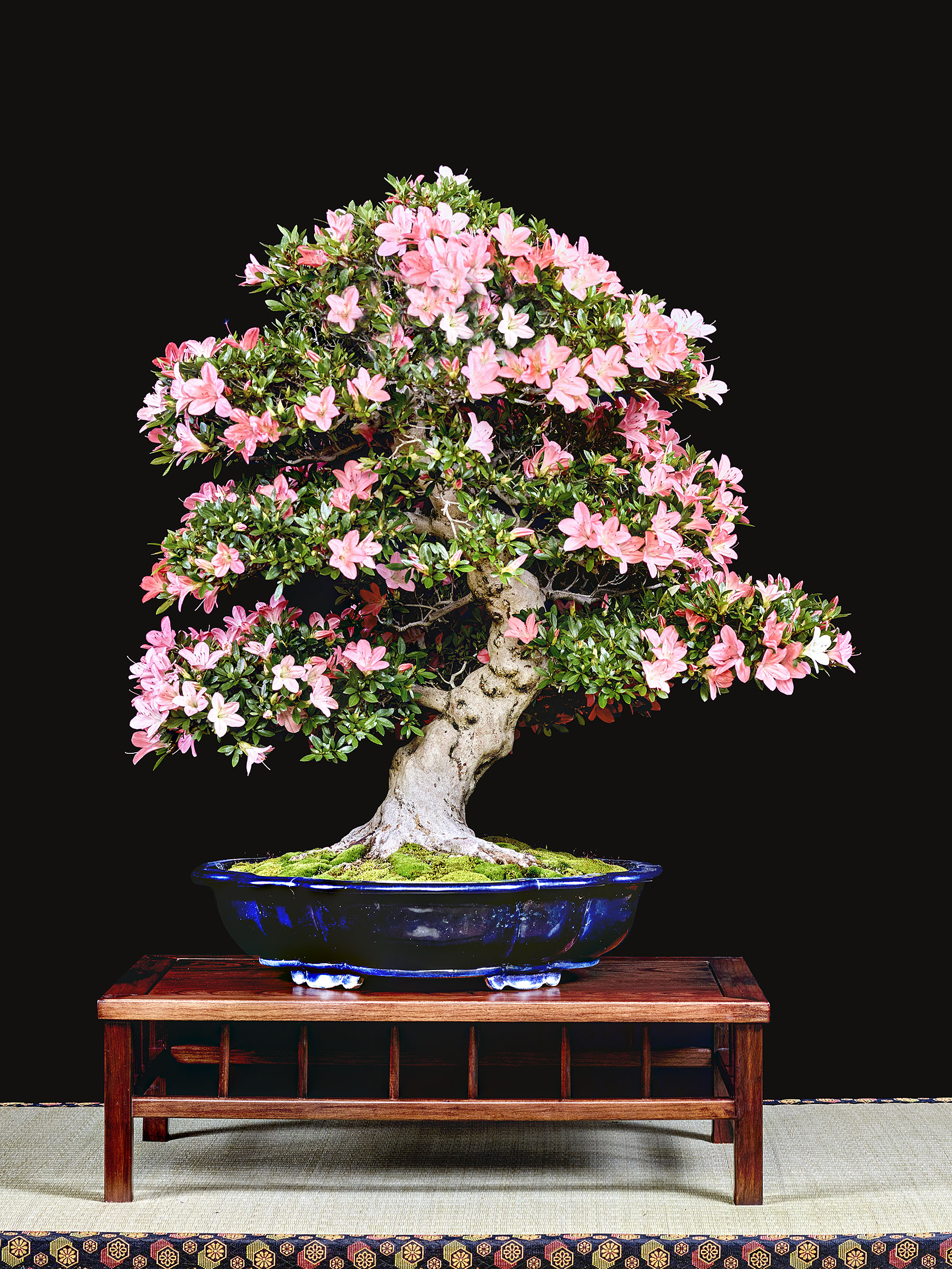 45th Upstate New York Bonsai Exhibition & Sale – Valavanis Bonsai Blog
