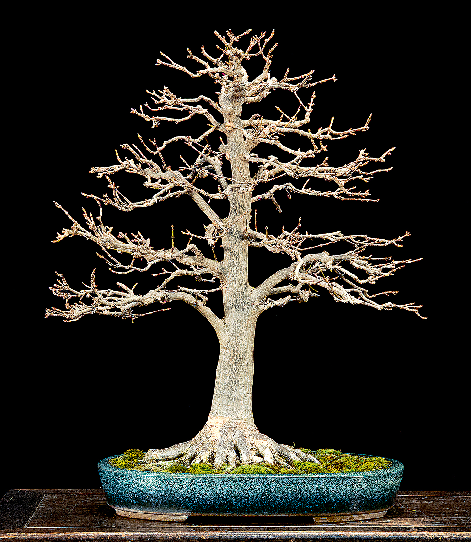 BONSAI出品 Nifeliz_Product_CHAN BONSAI TREE