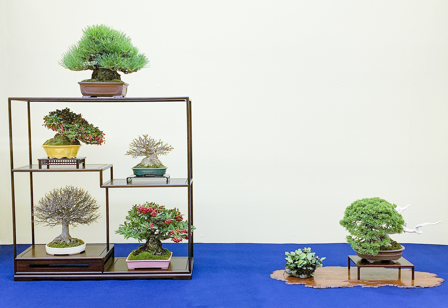 2018 38th Nippon Bonsai Taikan Exhibition Part 4 – Valavanis