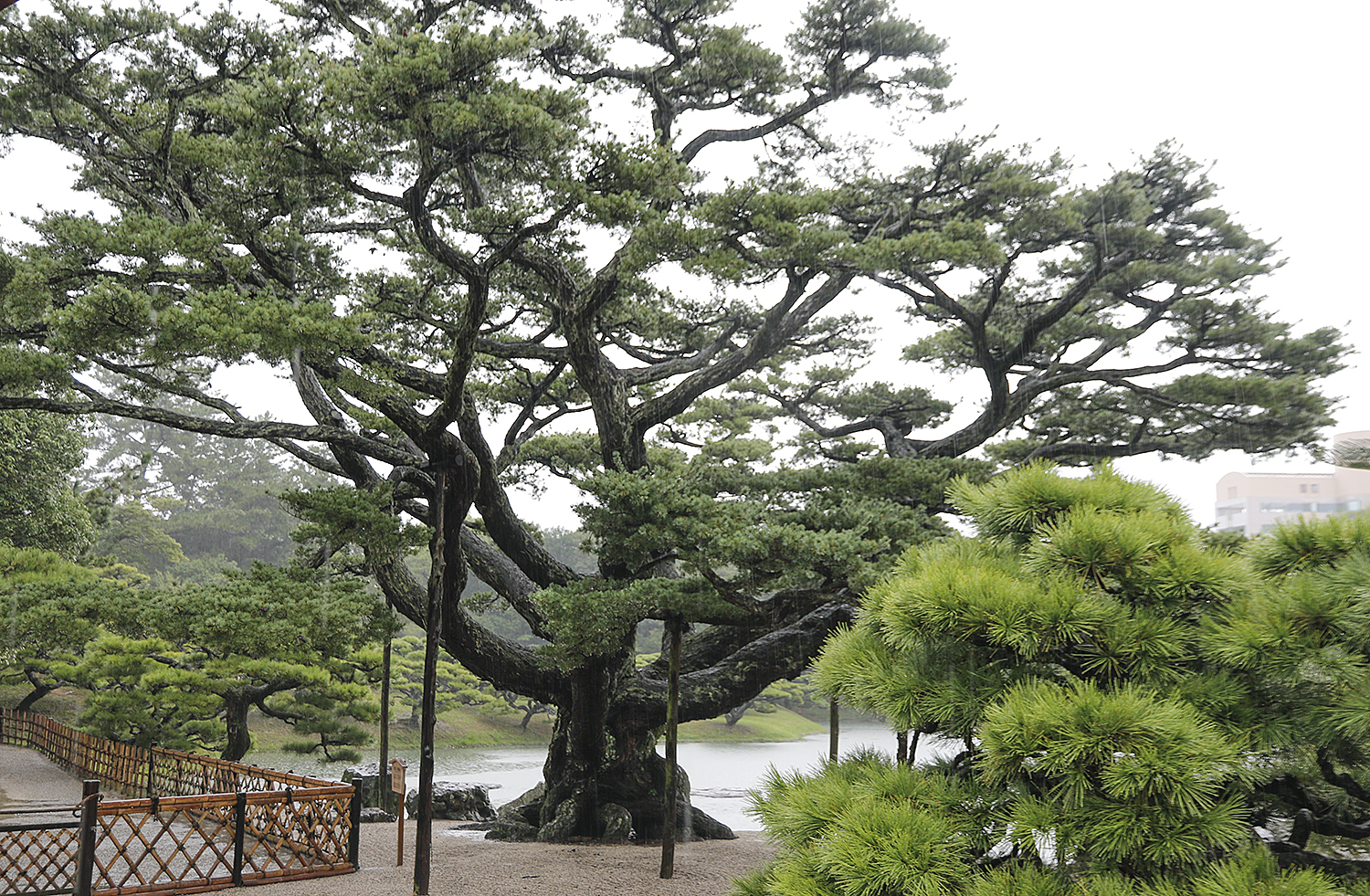 The Exposed Root Japanese Five-needle Pine – Valavanis Bonsai Blog