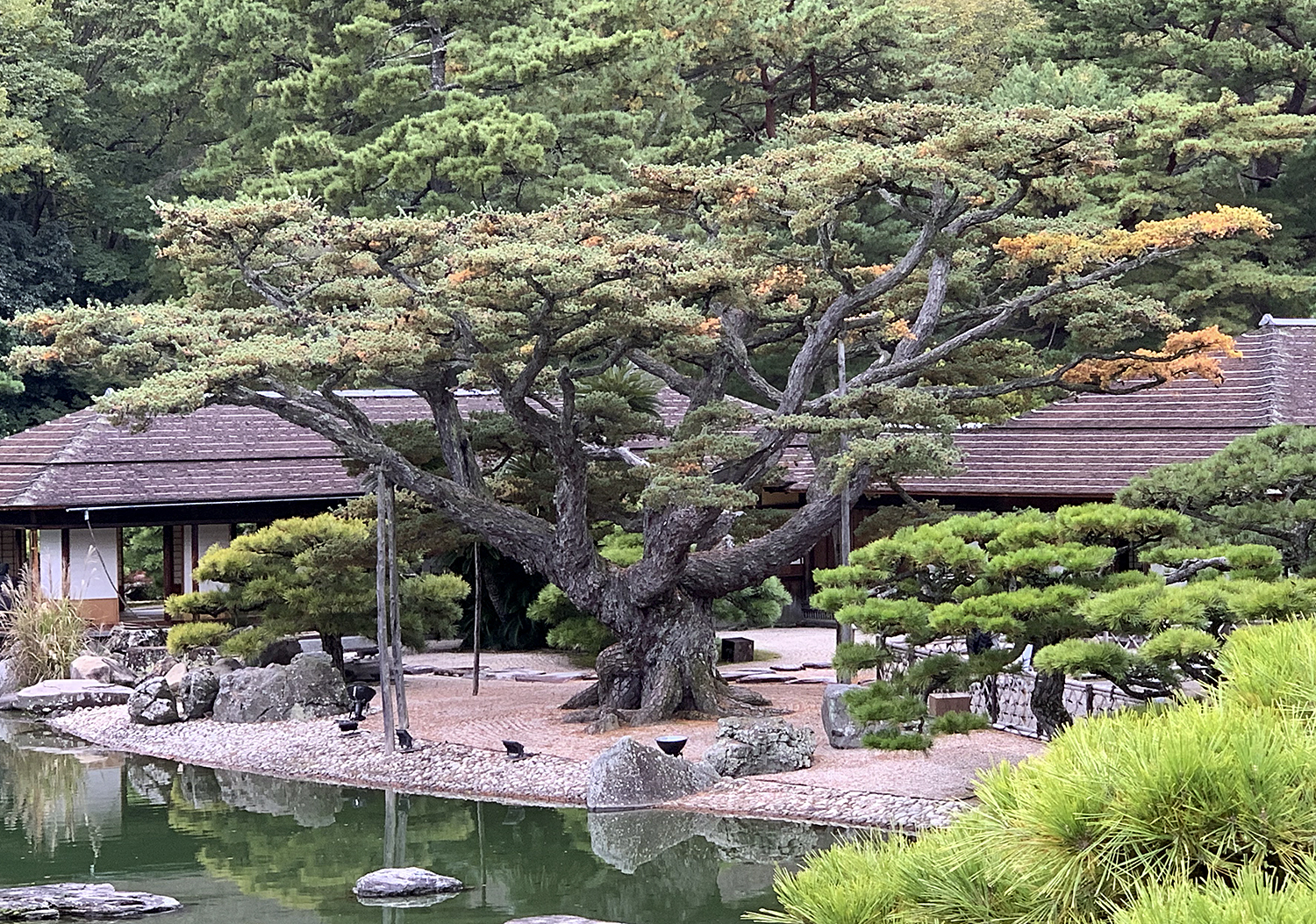 The Exposed Root Japanese Five-needle Pine – Valavanis Bonsai Blog