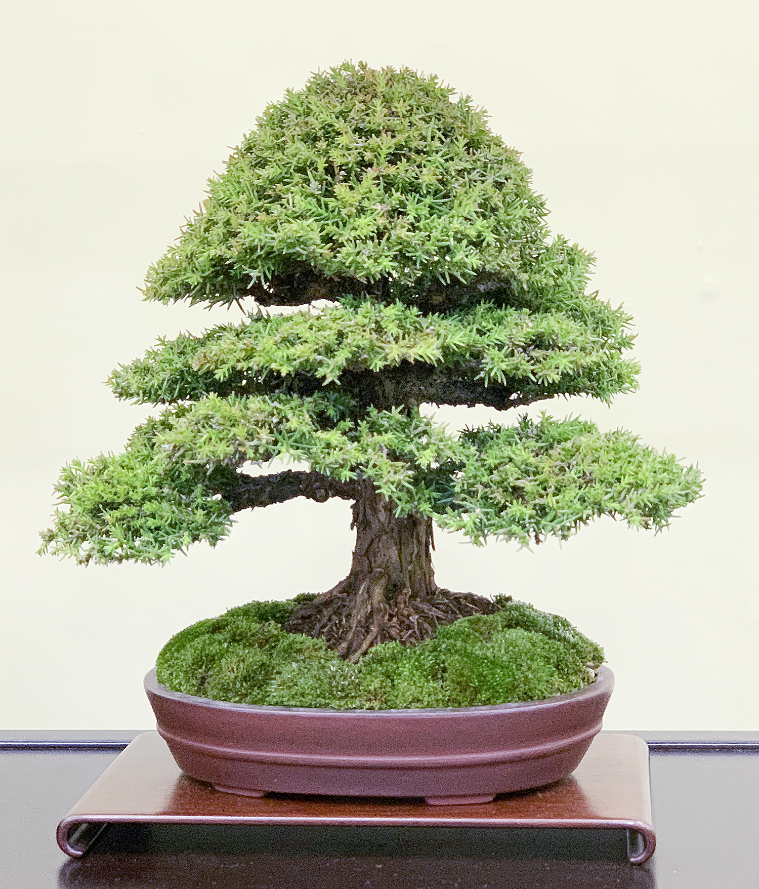 2018 38th Nippon Bonsai Taikan Exhibition Part 4 – Valavanis
