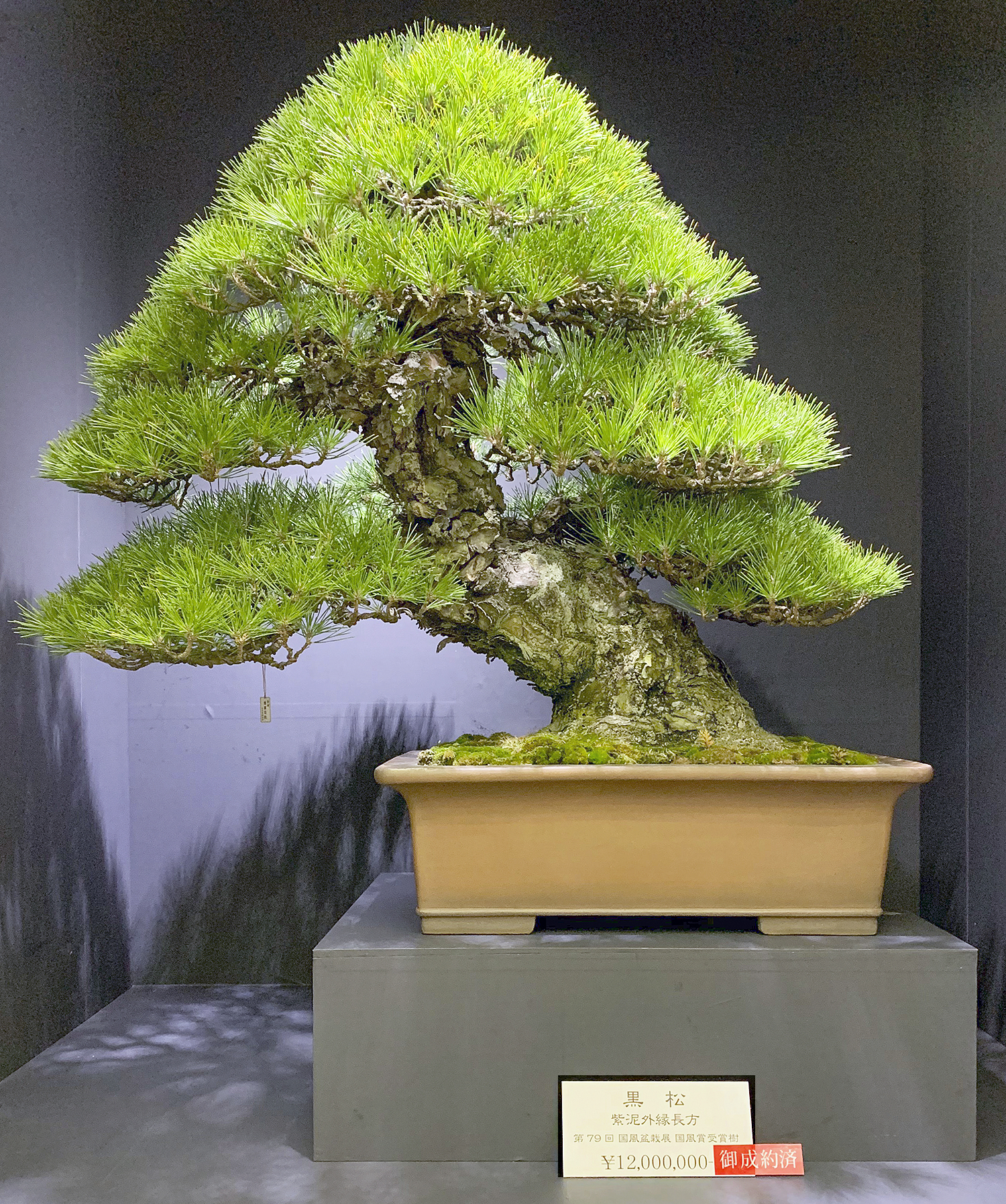 2018 38th Nippon Bonsai Taikan Exhibition Part 3 – Valavanis