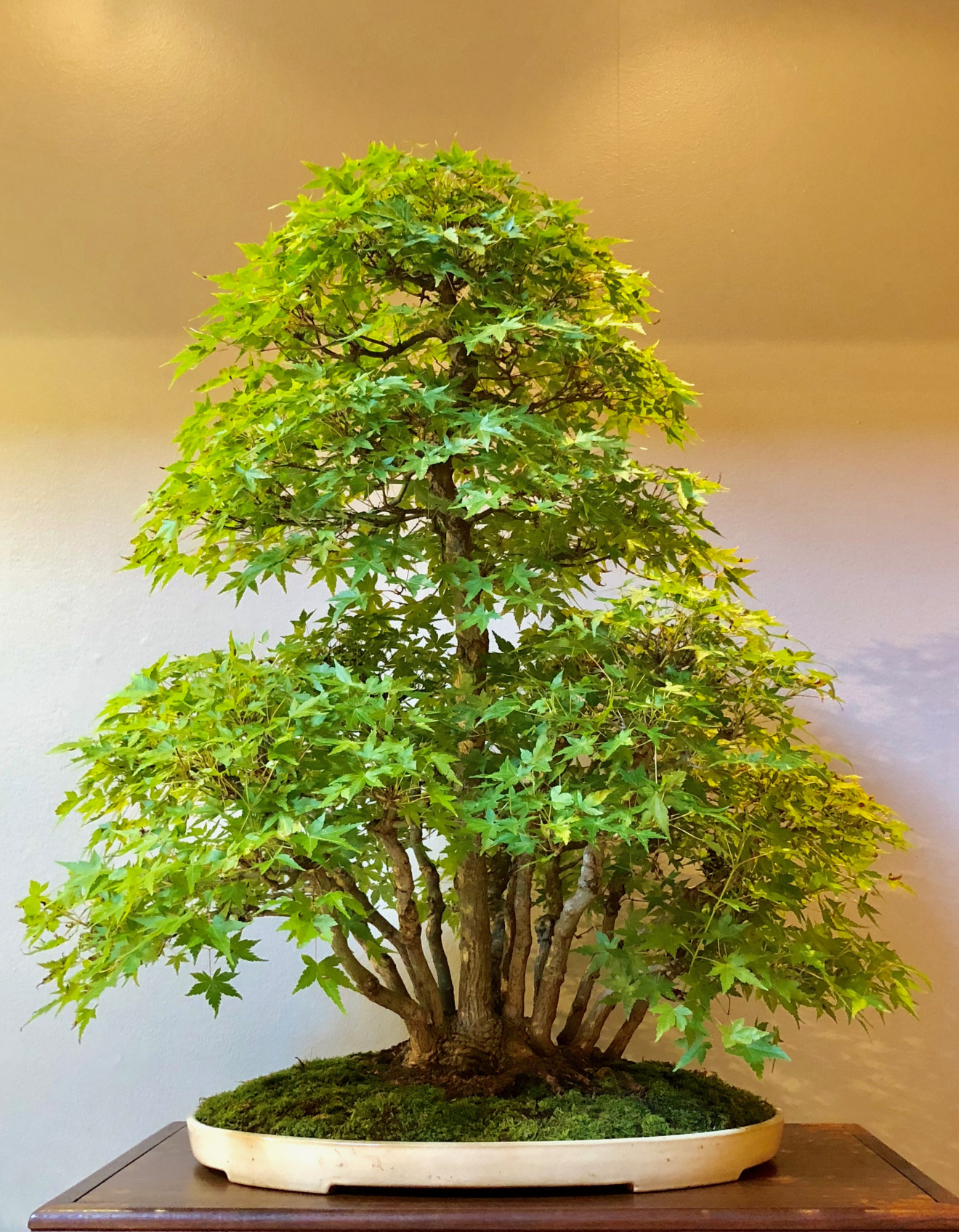 July 2019 – Valavanis Bonsai Blog