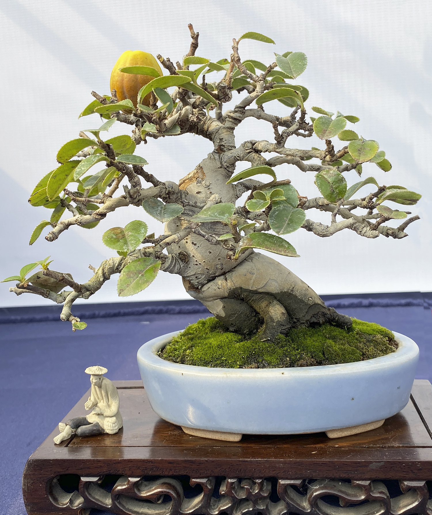 The 5th Zhongguo Fen Penjing Exhibition – Part 2 – Valavanis