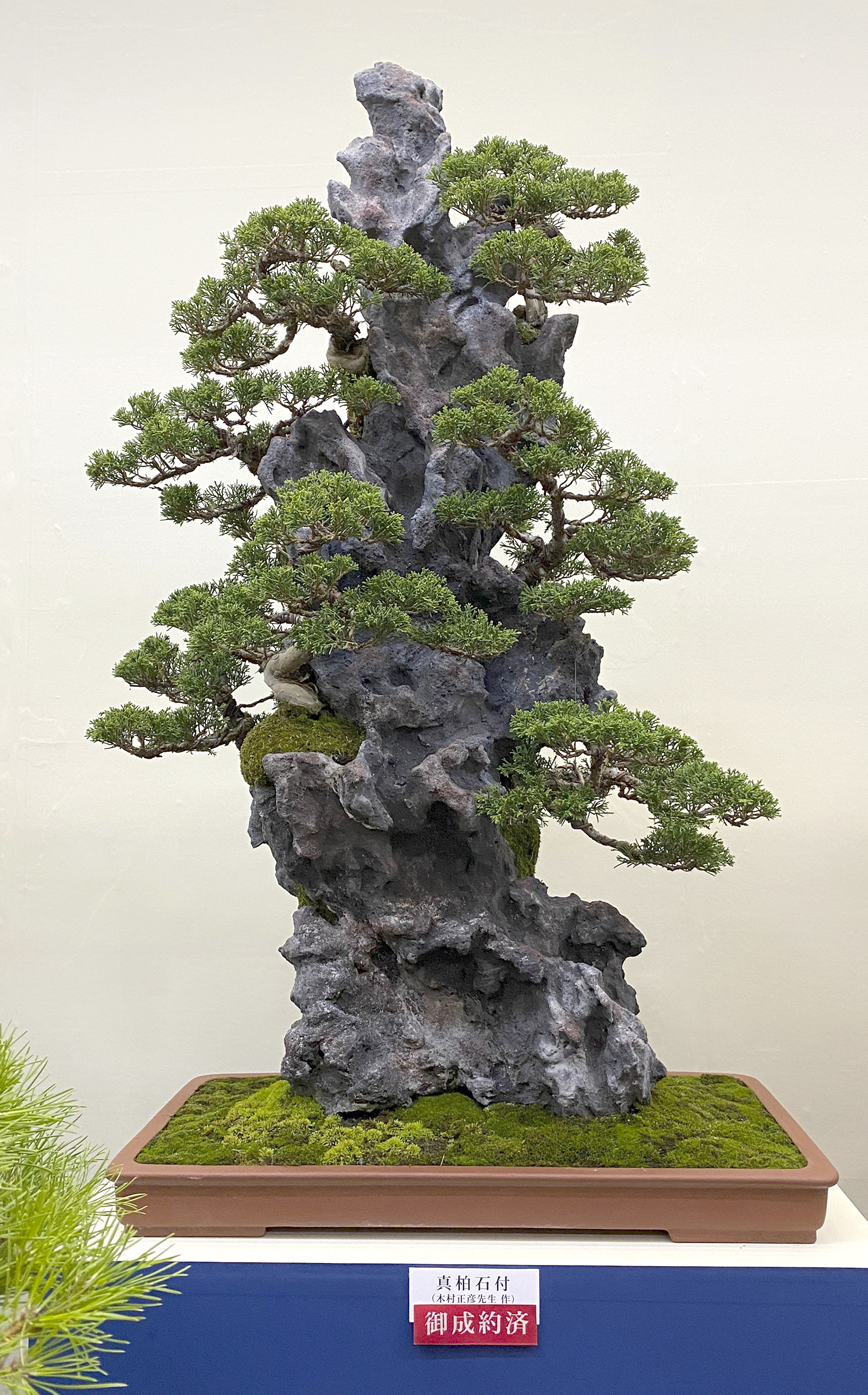 2019 39th Nippon Bonsai Taikan Exhibition – Part 4 – Valavanis