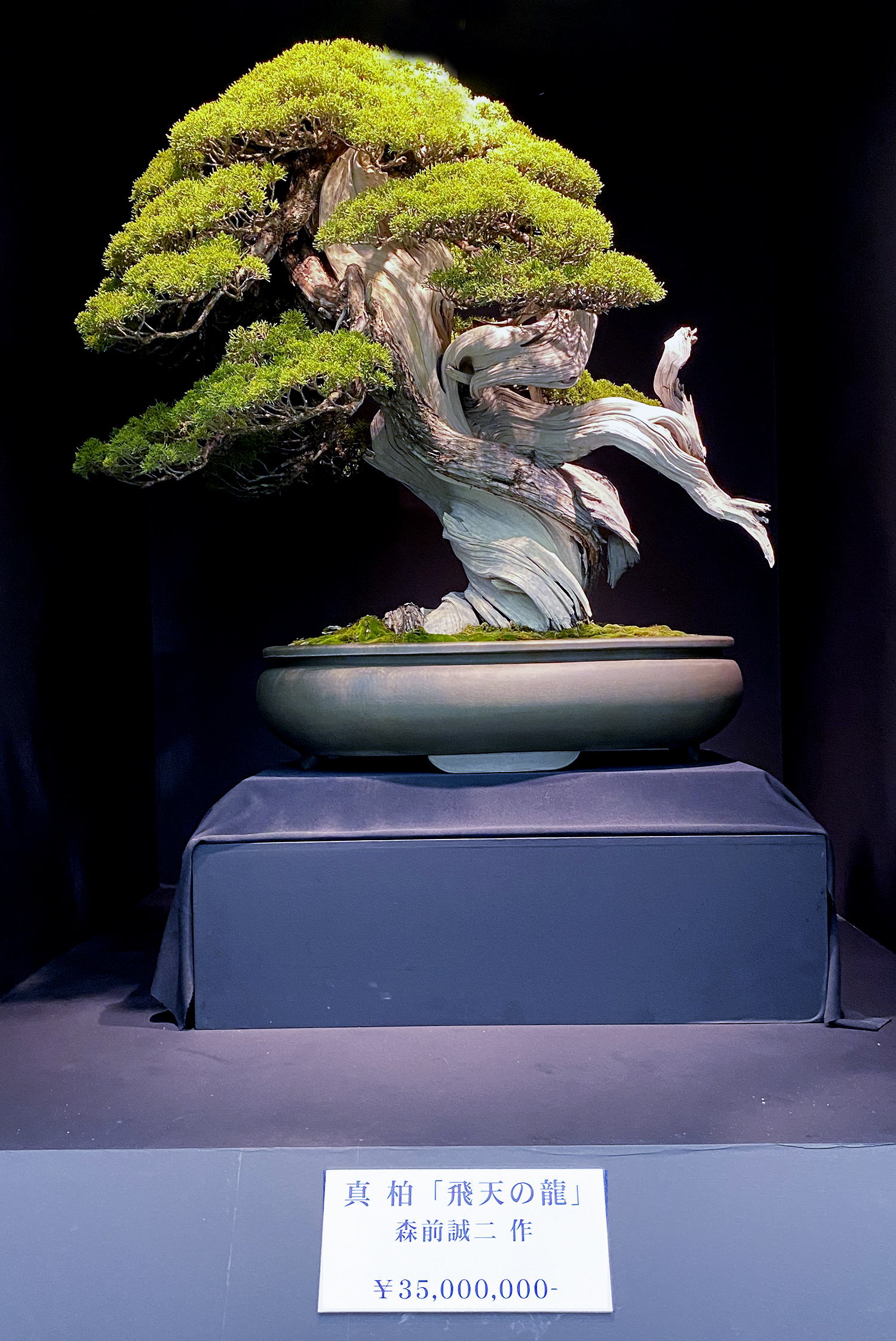 2019 39th Nippon Bonsai Taikan Exhibition – Part 4 – Valavanis