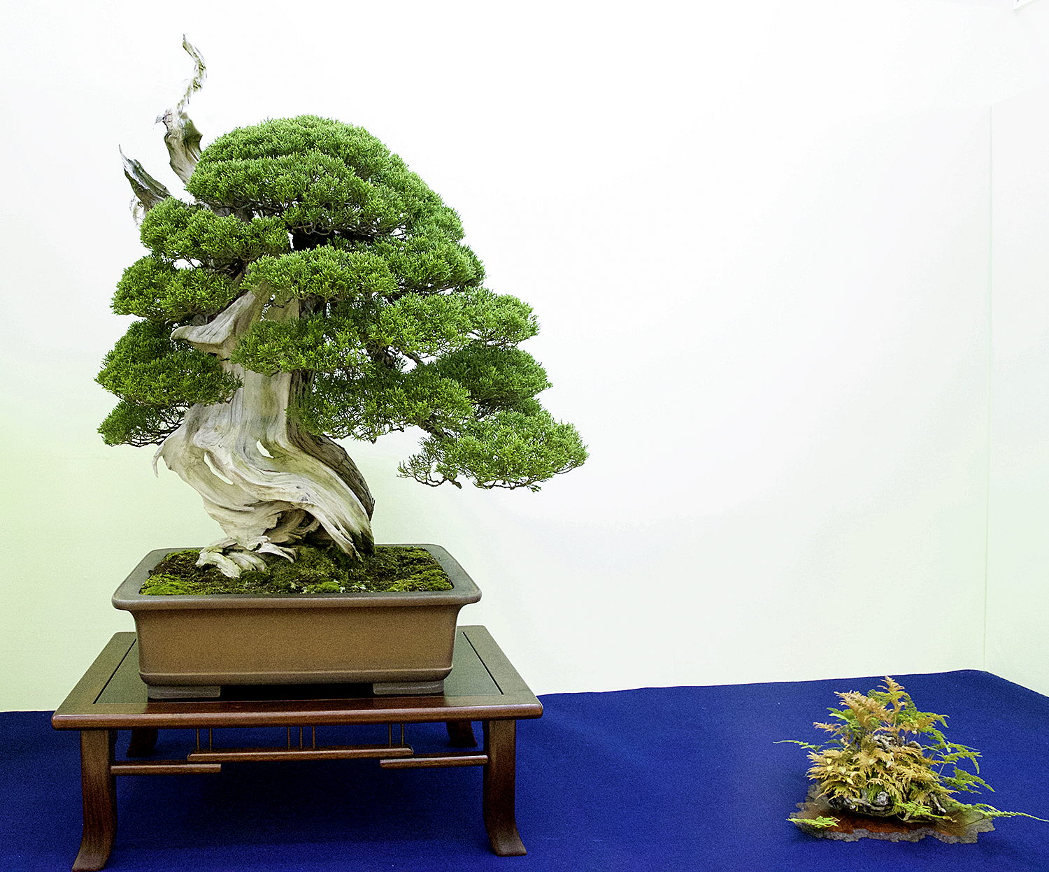 Using Accessory Plantings For Displaying Bonsai – Valavanis Bonsai