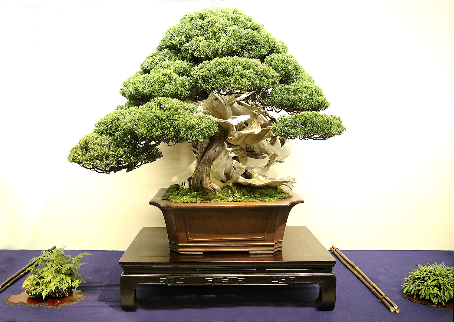 Using Accessory Plantings For Displaying Bonsai – Valavanis Bonsai