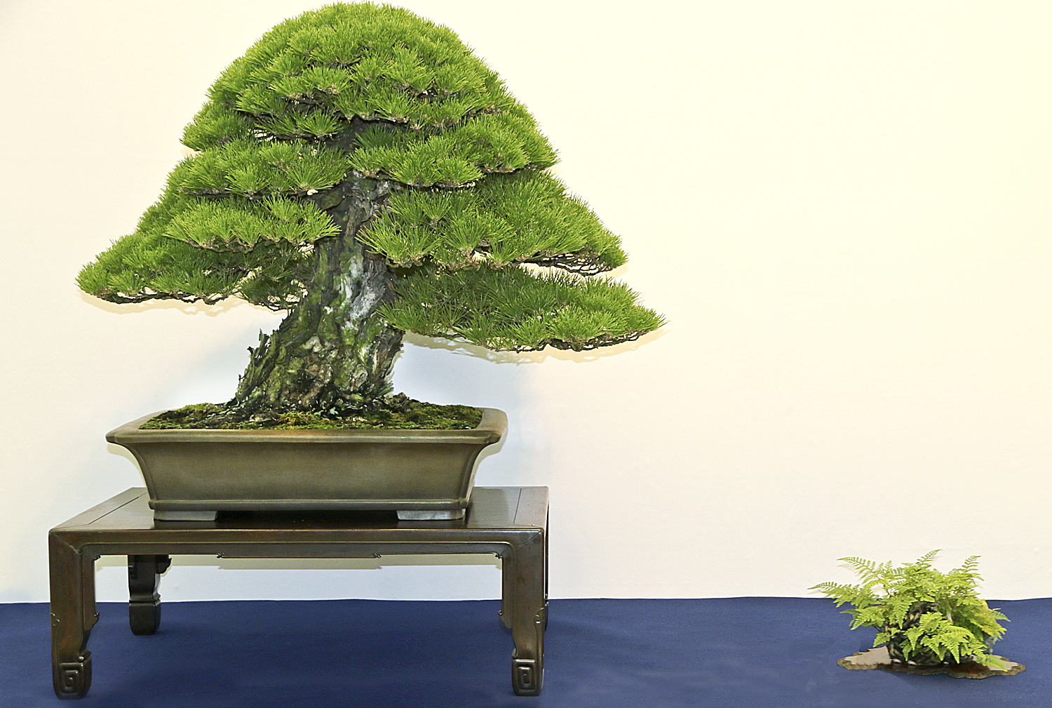 Using Accessory Plantings For Displaying Bonsai – Valavanis Bonsai