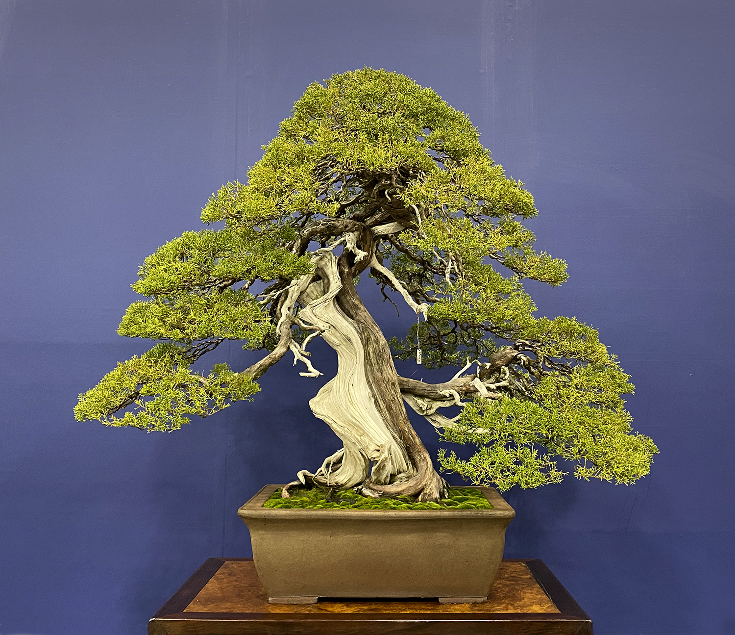 Kito Memorial Bonsai Exhibit – Valavanis Bonsai Blog
