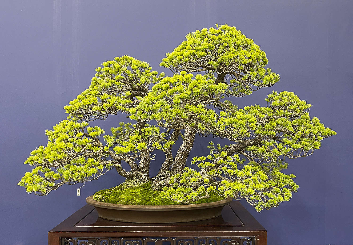 Kito Memorial Bonsai Exhibit – Valavanis Bonsai Blog