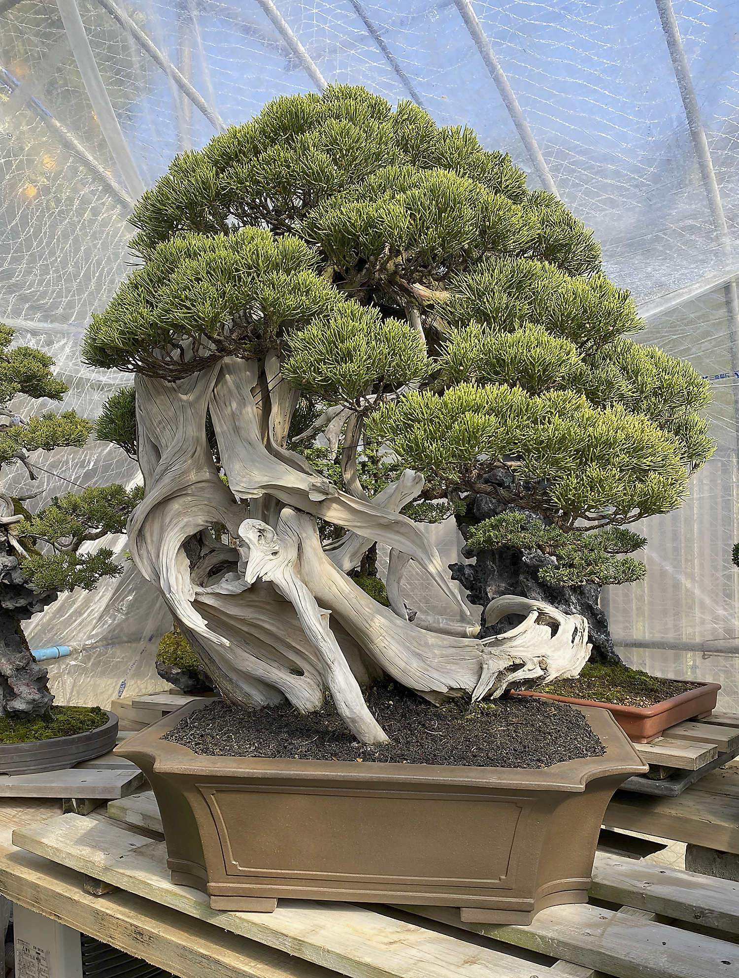 A Visit To S-Cube, Masahiko Kimura, Mansei-en and Fuyo-en Bonsai