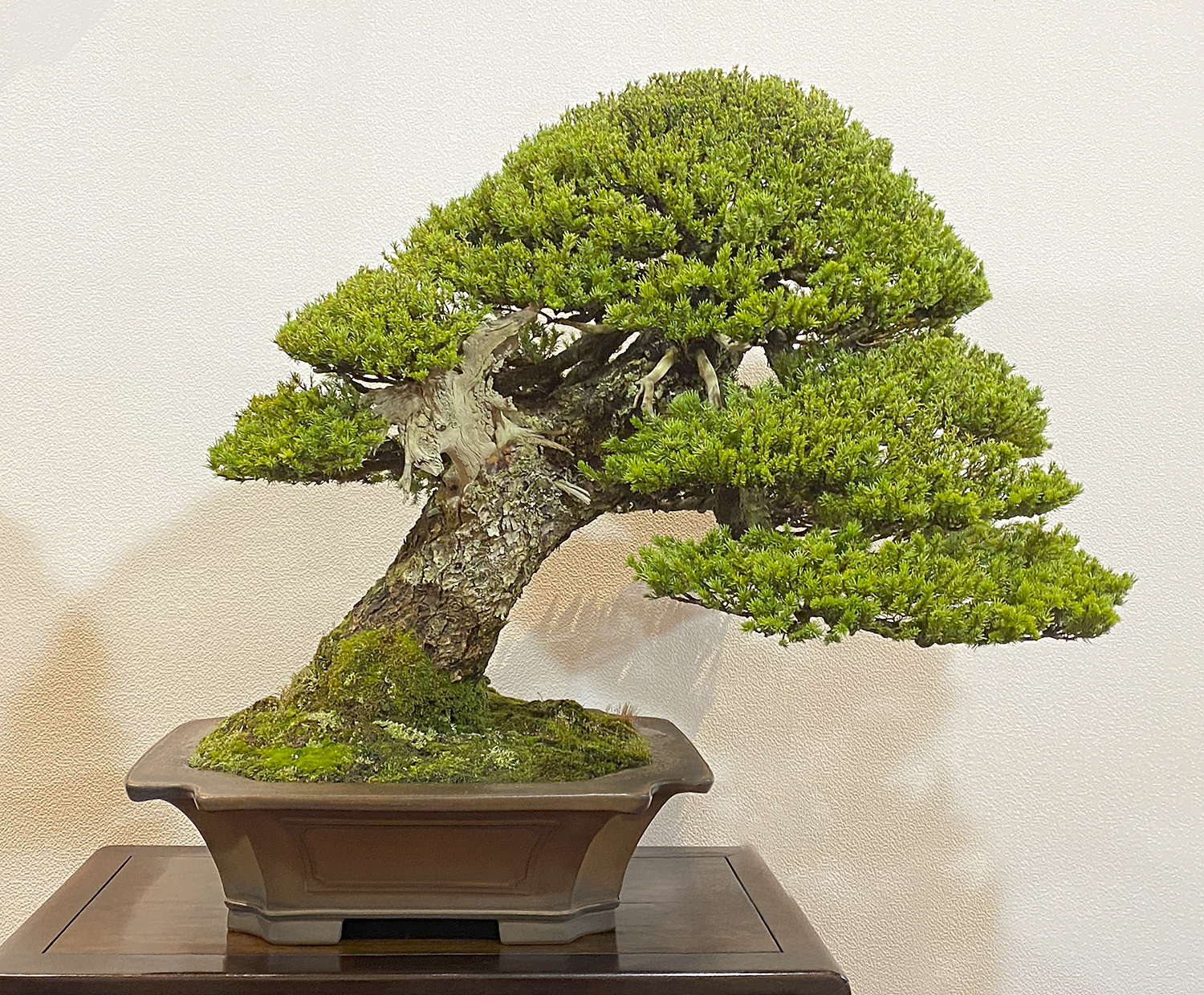 2020 94TH Kokufu Bonsai Exhibition– Part 1 – Valavanis Bonsai Blog