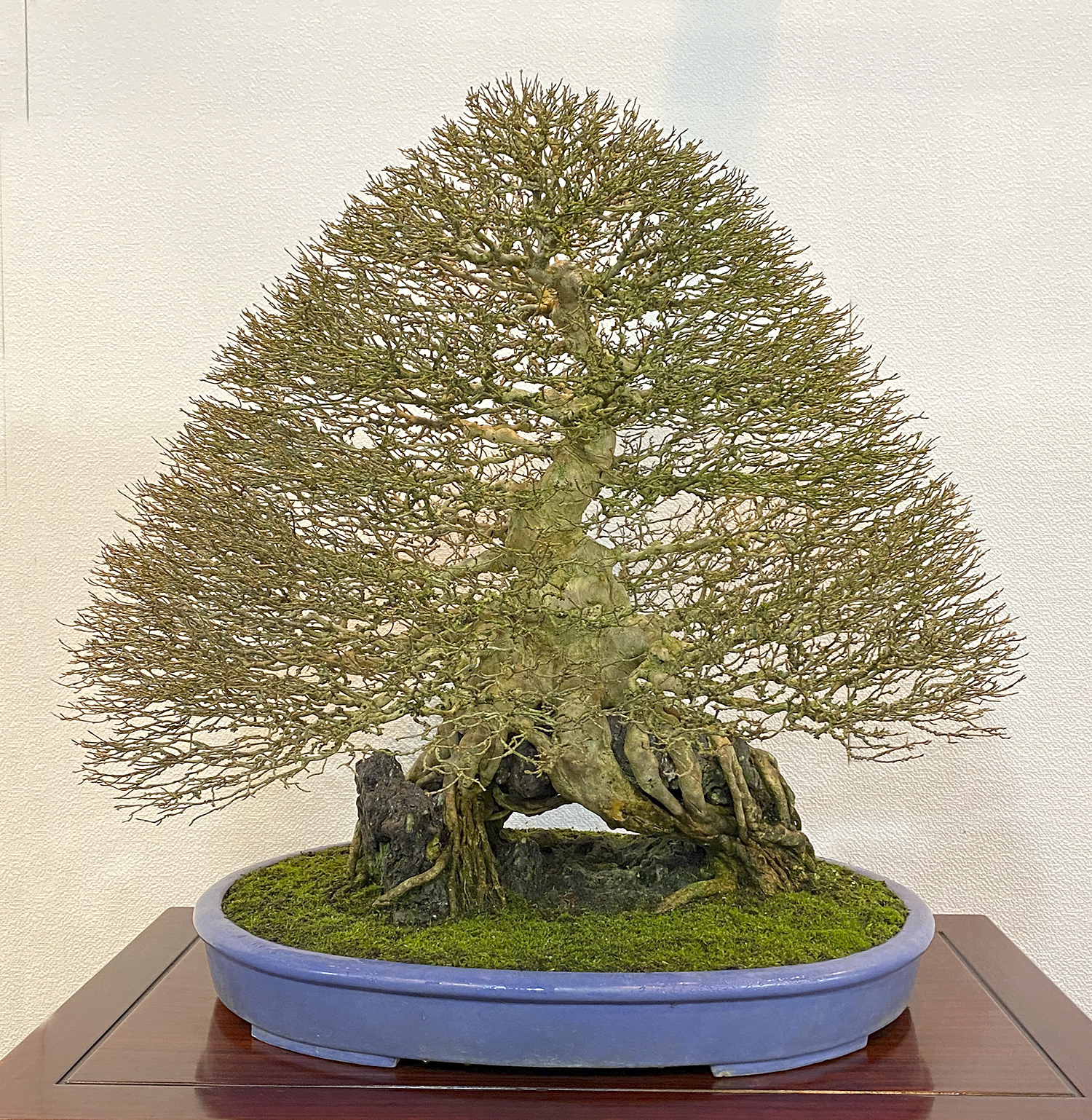 2020 94TH Kokufu Bonsai Exhibition– Part 1 – Valavanis Bonsai Blog