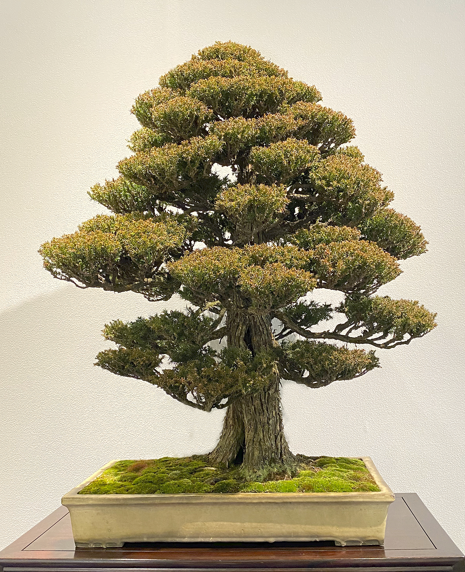2020 94TH Kokufu Bonsai Exhibition– Part 1 – Valavanis Bonsai Blog