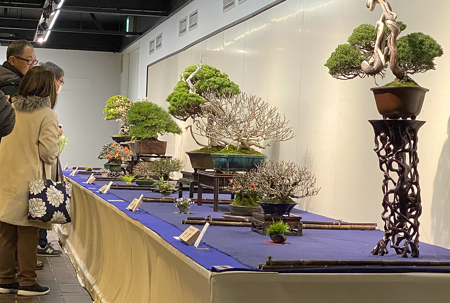 2020 94th Kokufu Bonsai Exhibition Part 4 – Valavanis Bonsai Blog