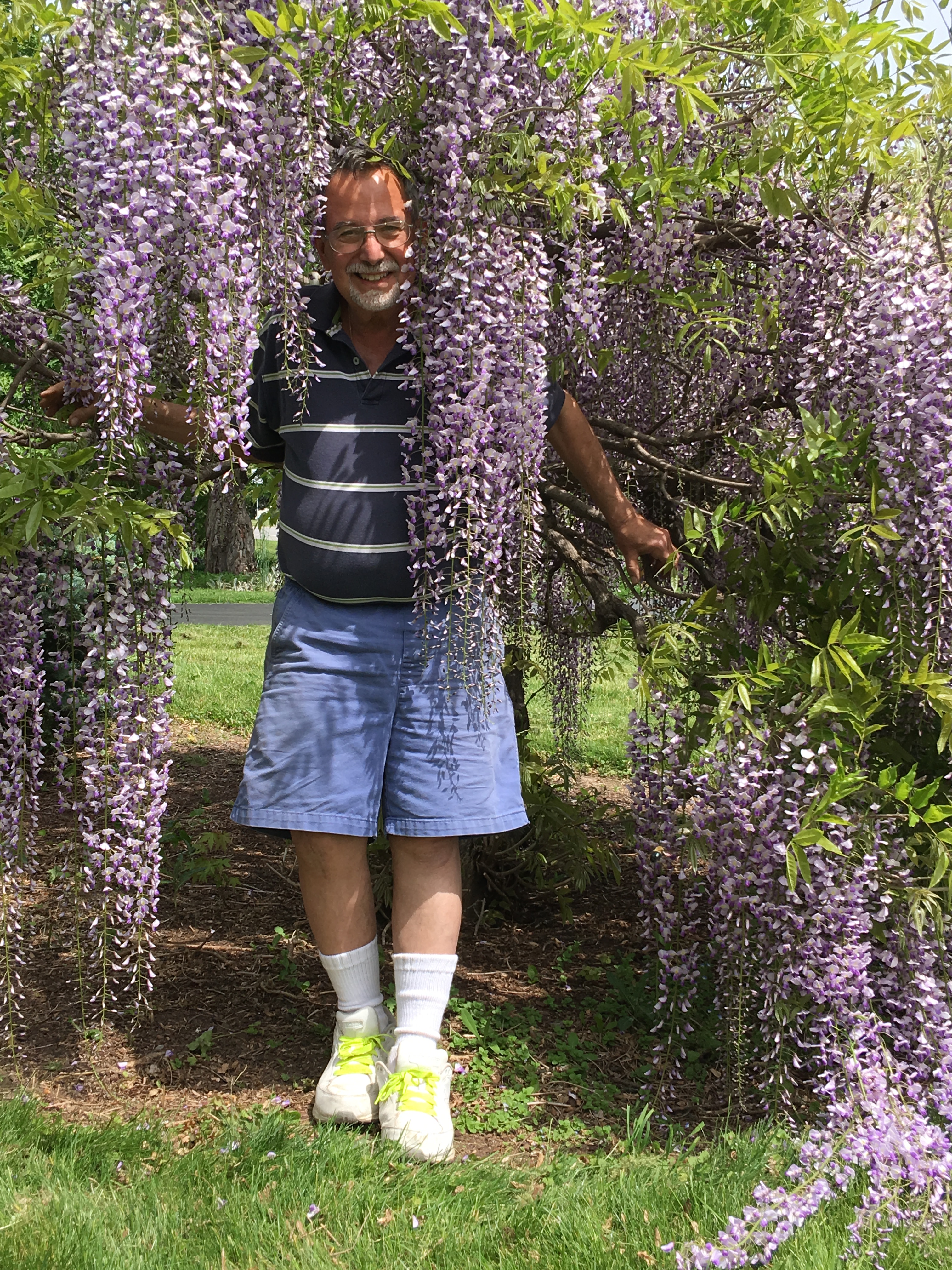 Wisteria Bonsai  Valavanis Bonsai Blog