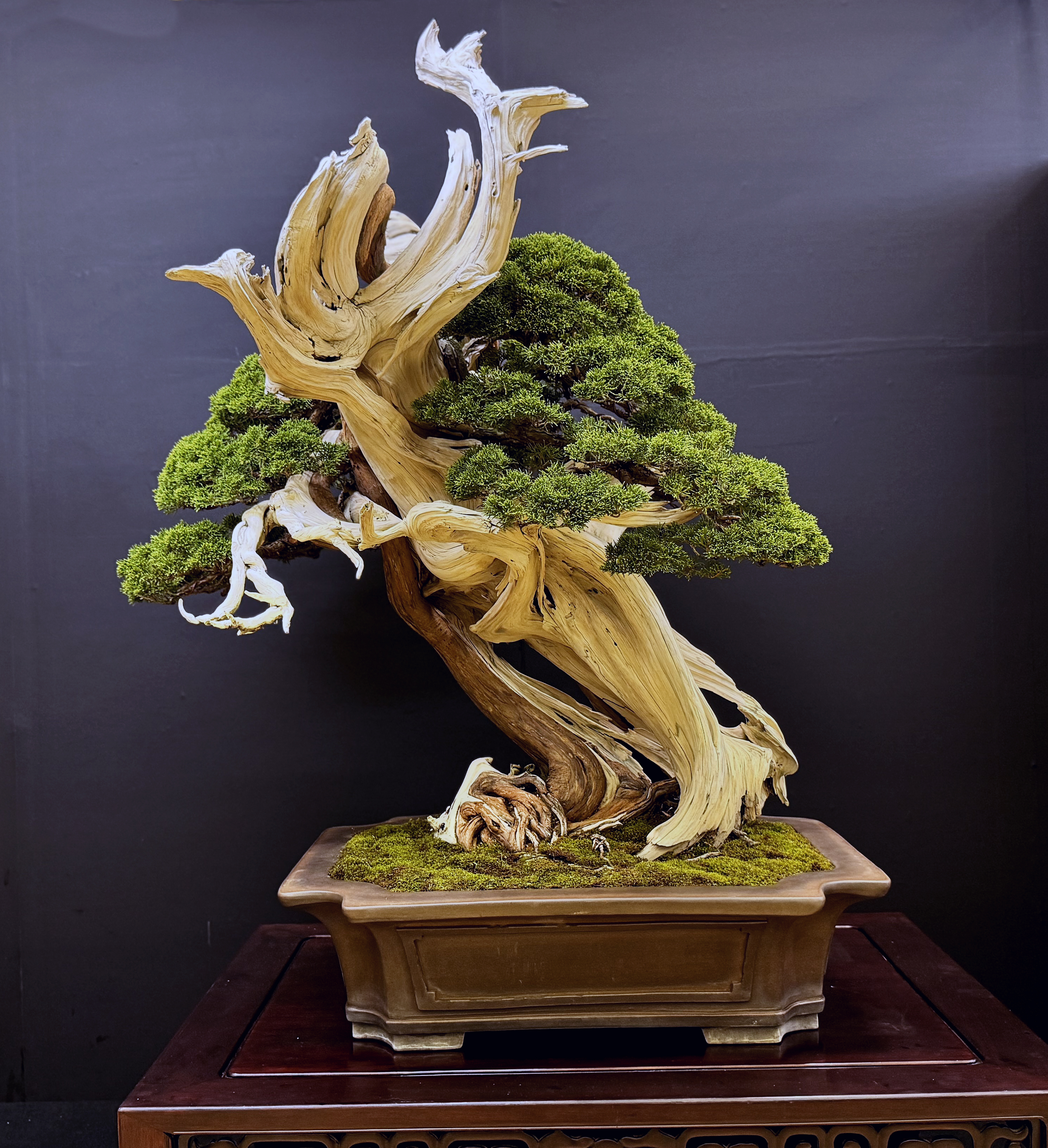 Autumn 2023 Japan Bonsai Exploration- Part 7 – Valavanis Bonsai Blog