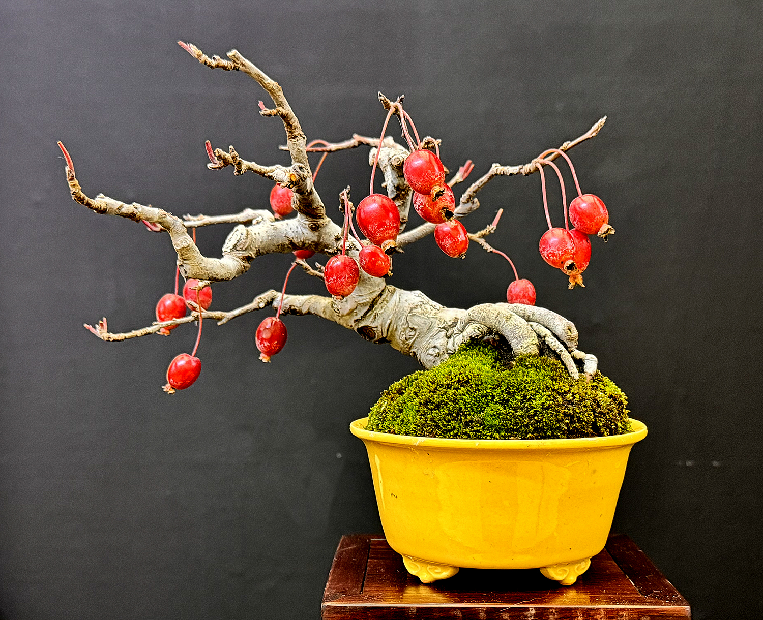 BONSAI出品 Juniperus Bonsai Taikan The Suzuki Shinji Shimpaku Chinensis ジャケット・アウター