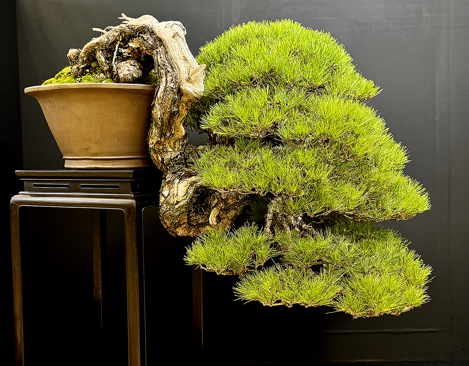Autumn 2023 Japan Bonsai Exploration- Part 7 – Valavanis Bonsai Blog