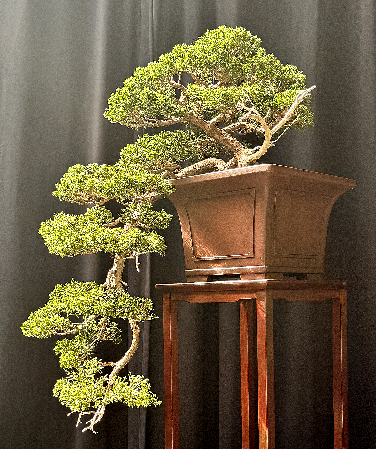 May 2024 – Valavanis Bonsai Blog