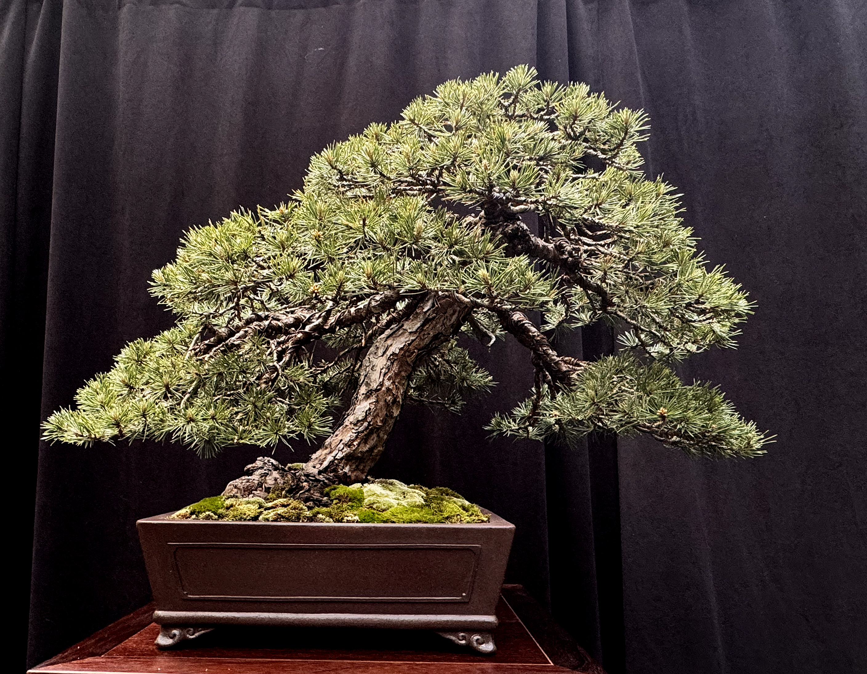 May 2024 – Valavanis Bonsai Blog