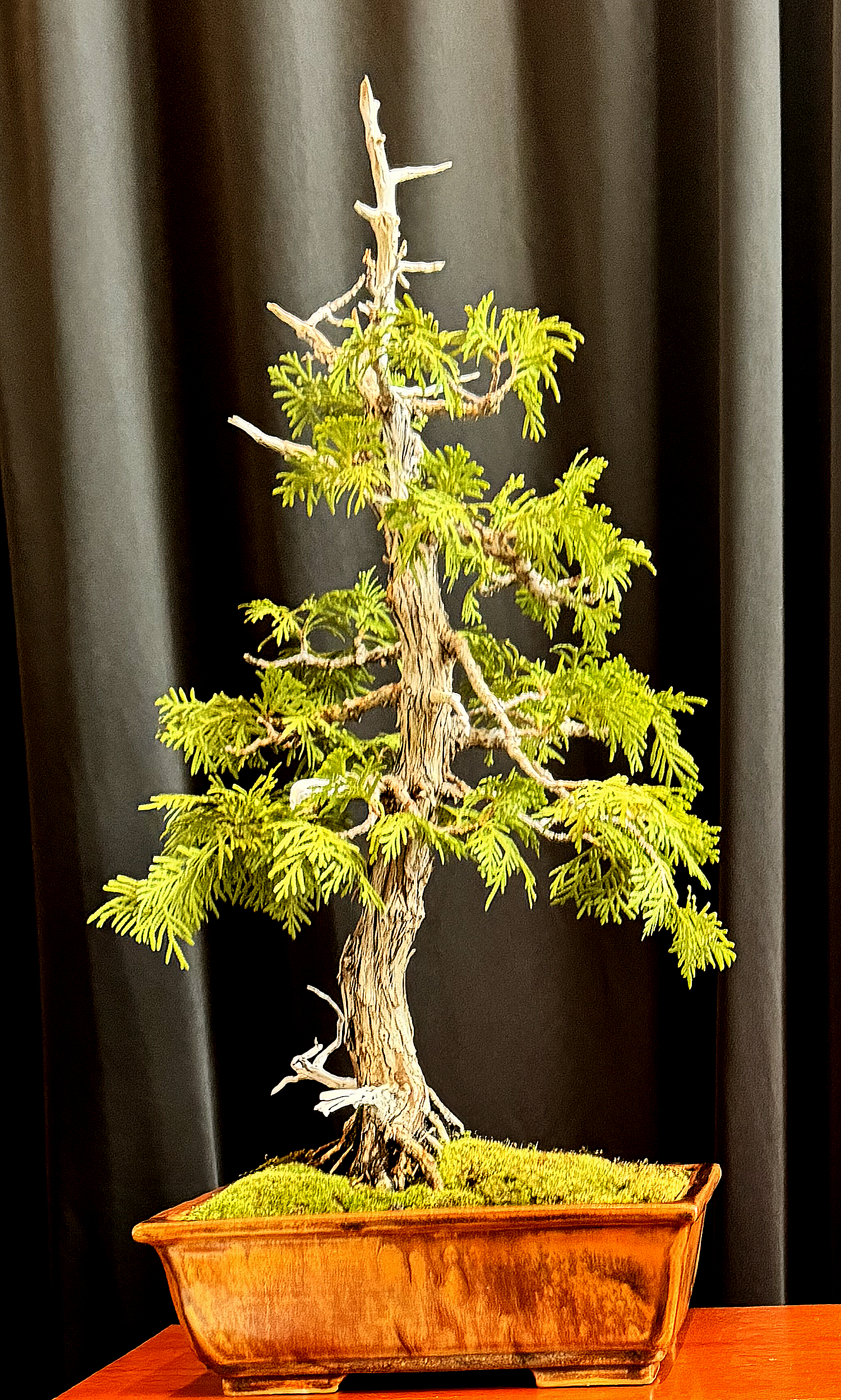 May 2024 – Valavanis Bonsai Blog
