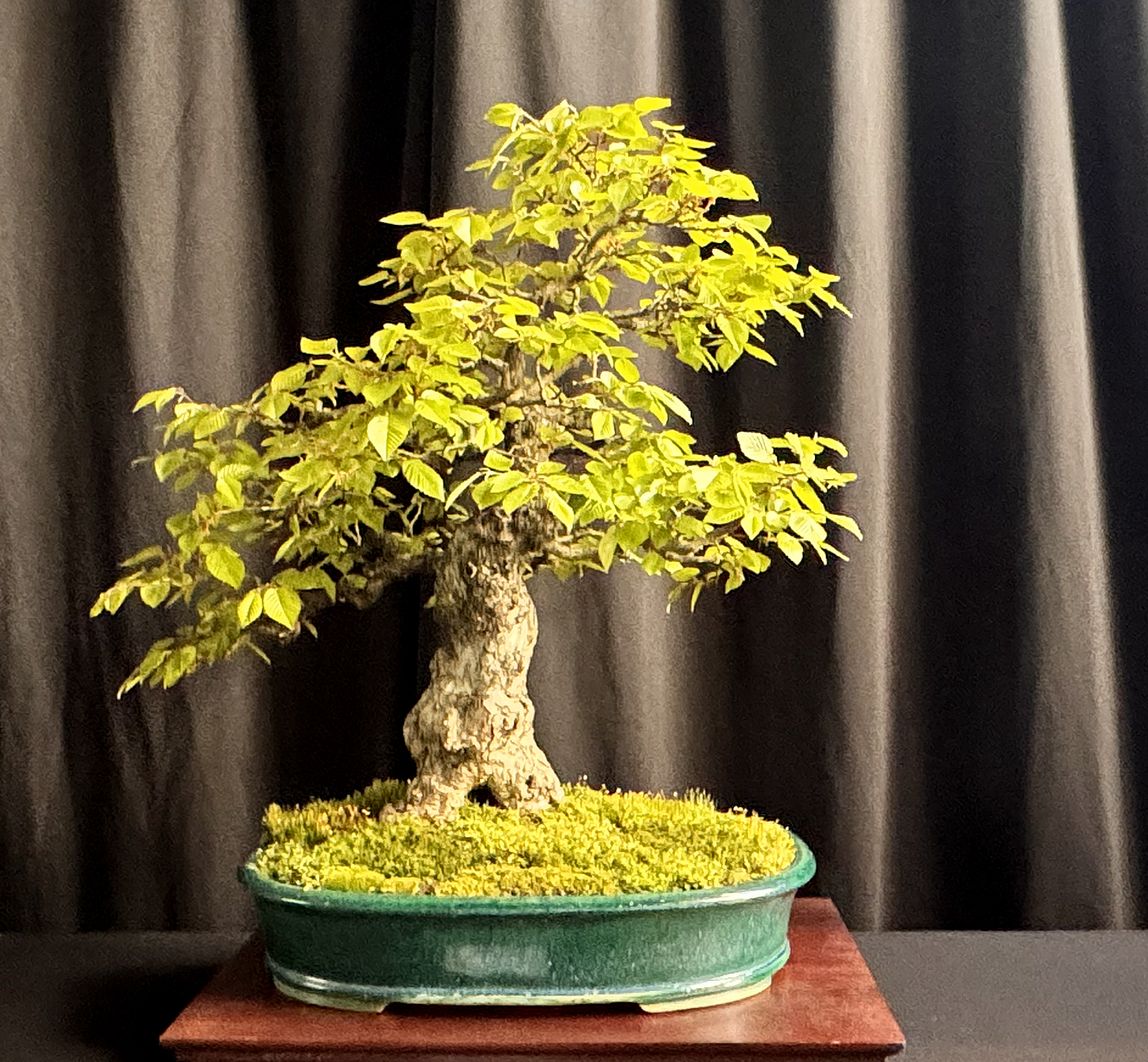 May 2024 – Valavanis Bonsai Blog