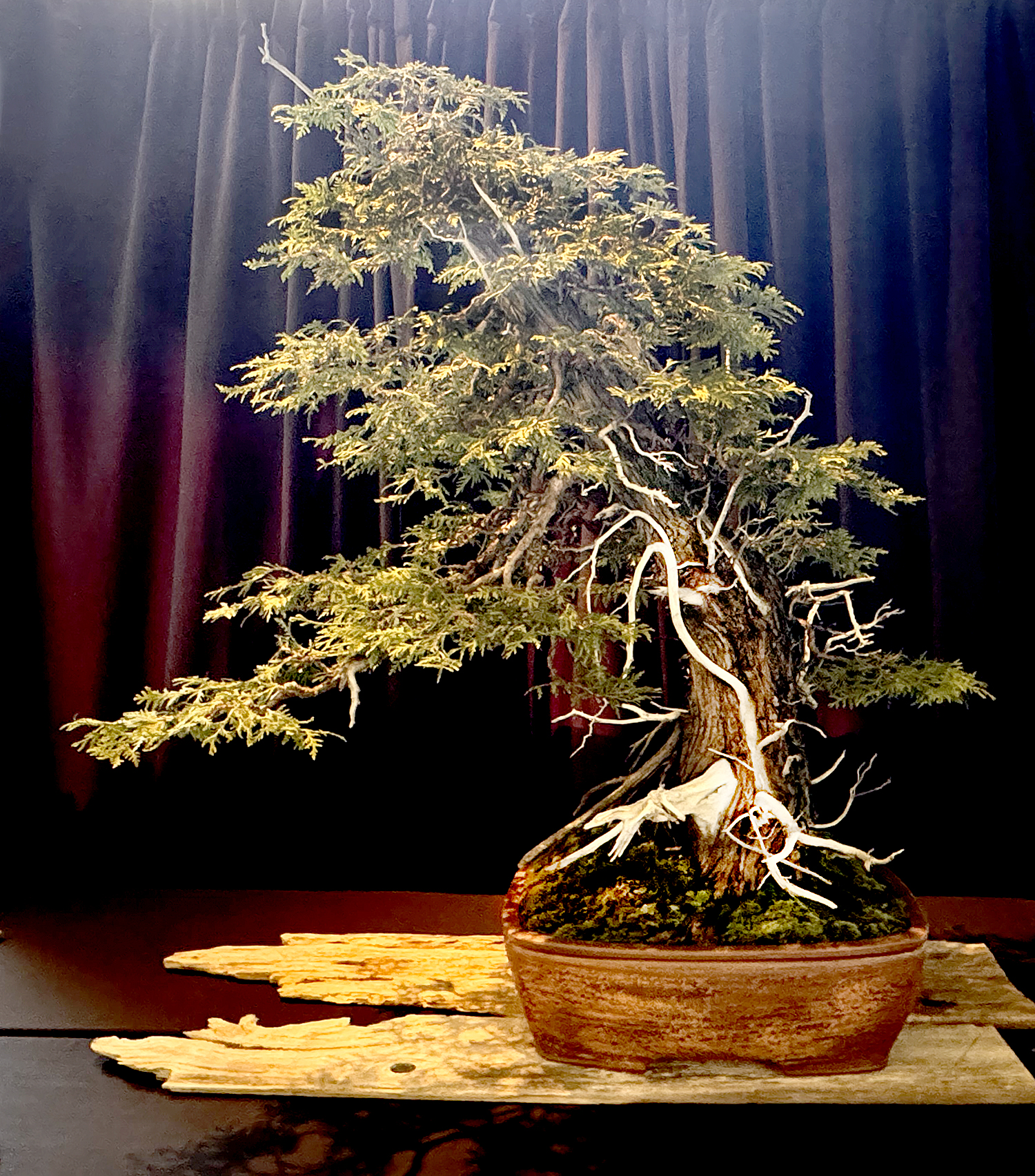 May 2024 – Valavanis Bonsai Blog