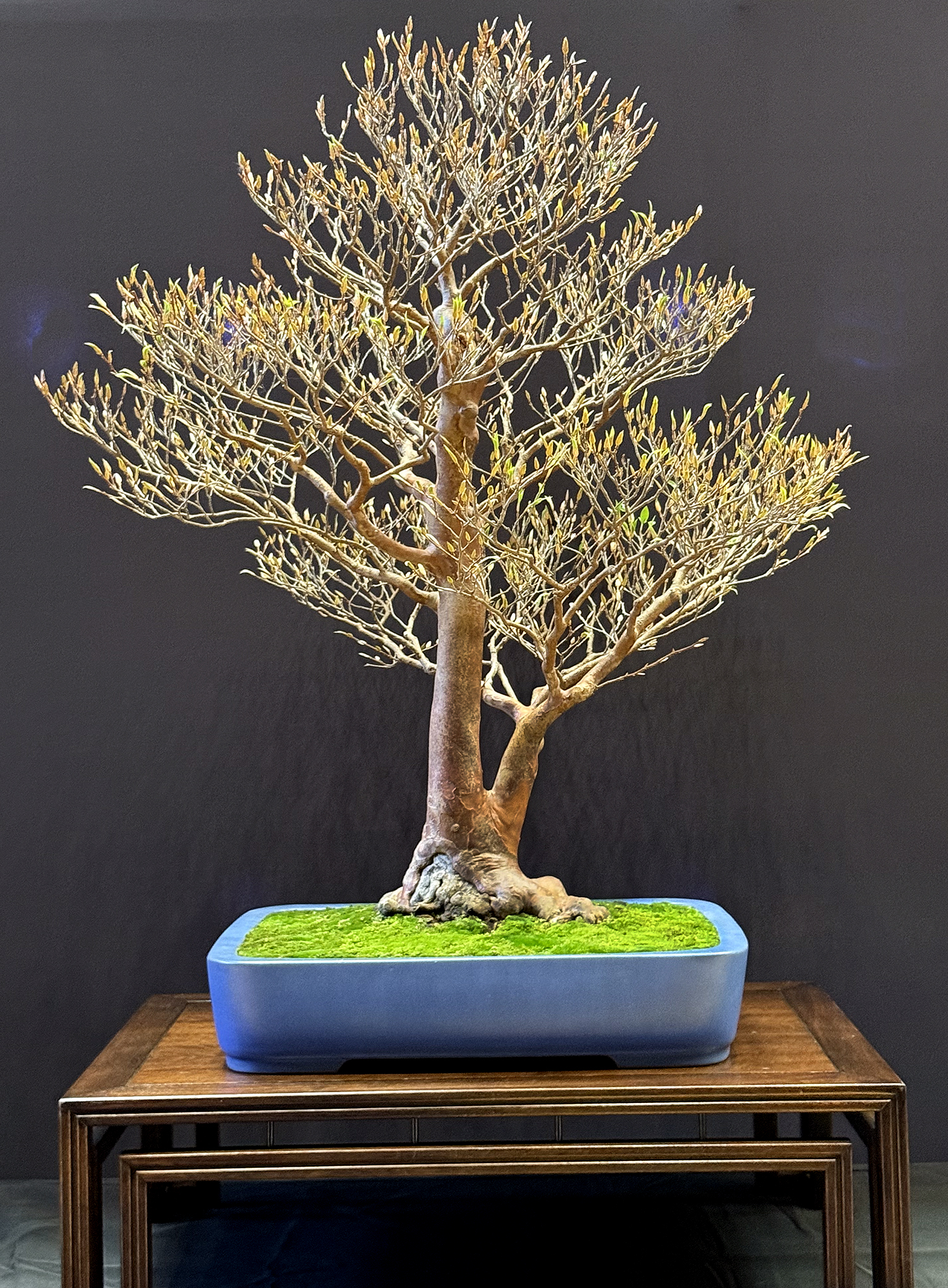 2024 Pacific Bonsai Expo– An Exhibition Of Extraordinary Bonsai