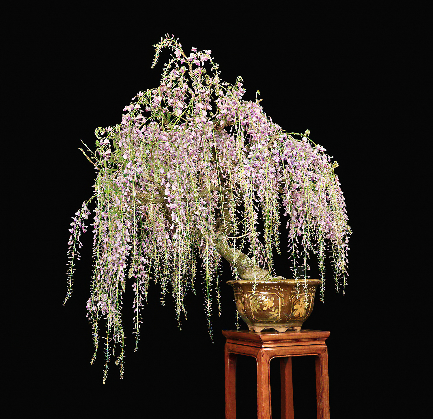 How to Select & Purchase Bonsai Containers for Specific Trees