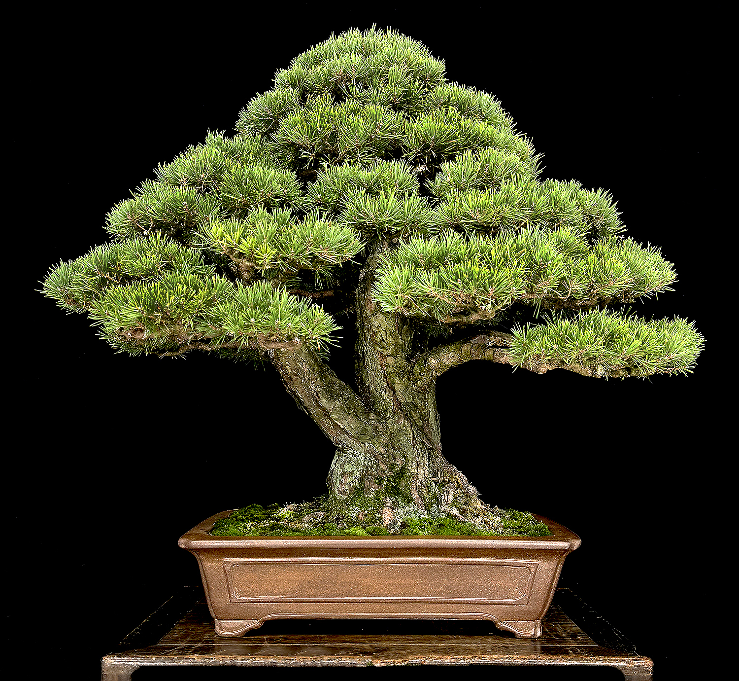 How to Select & Purchase Bonsai Containers for Specific Trees