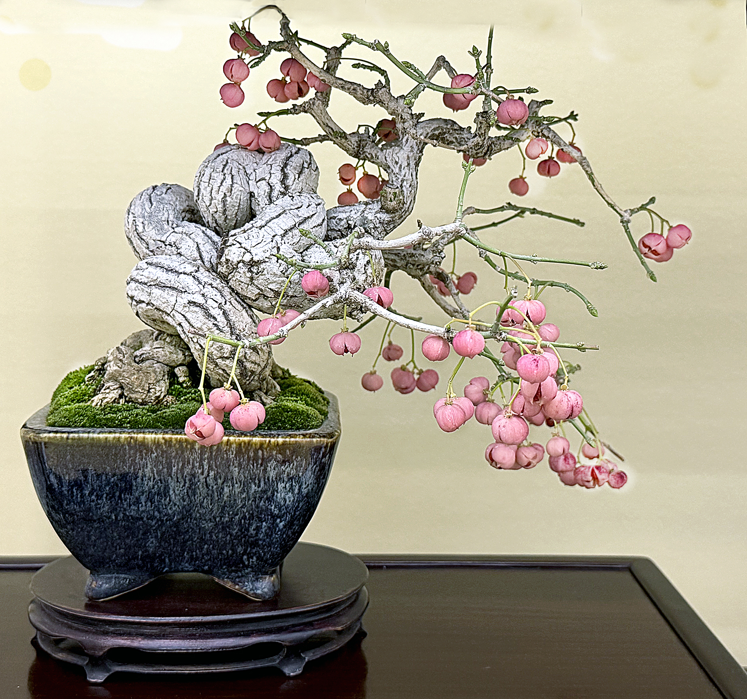 January 2025 – Valavanis Bonsai Blog