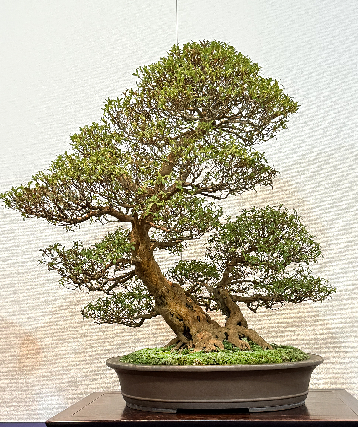 2025 99th Kokufu Bonsai Exhibition– Part 1– Part 2 – Valavanis