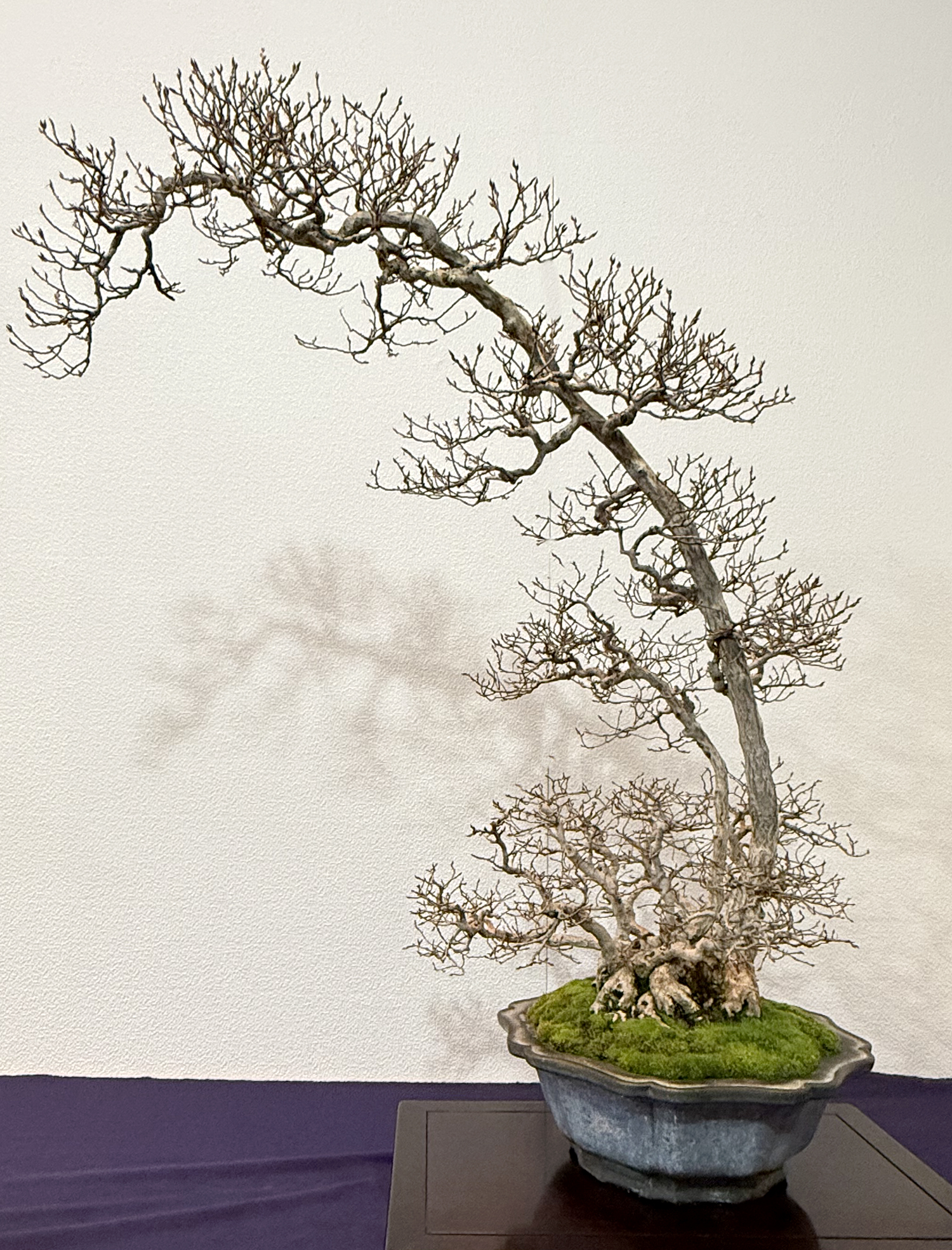 BONSAI出品 2025 99th Kokufu Bonsai Exhibition– Part 1– Part 2 – Valavanis