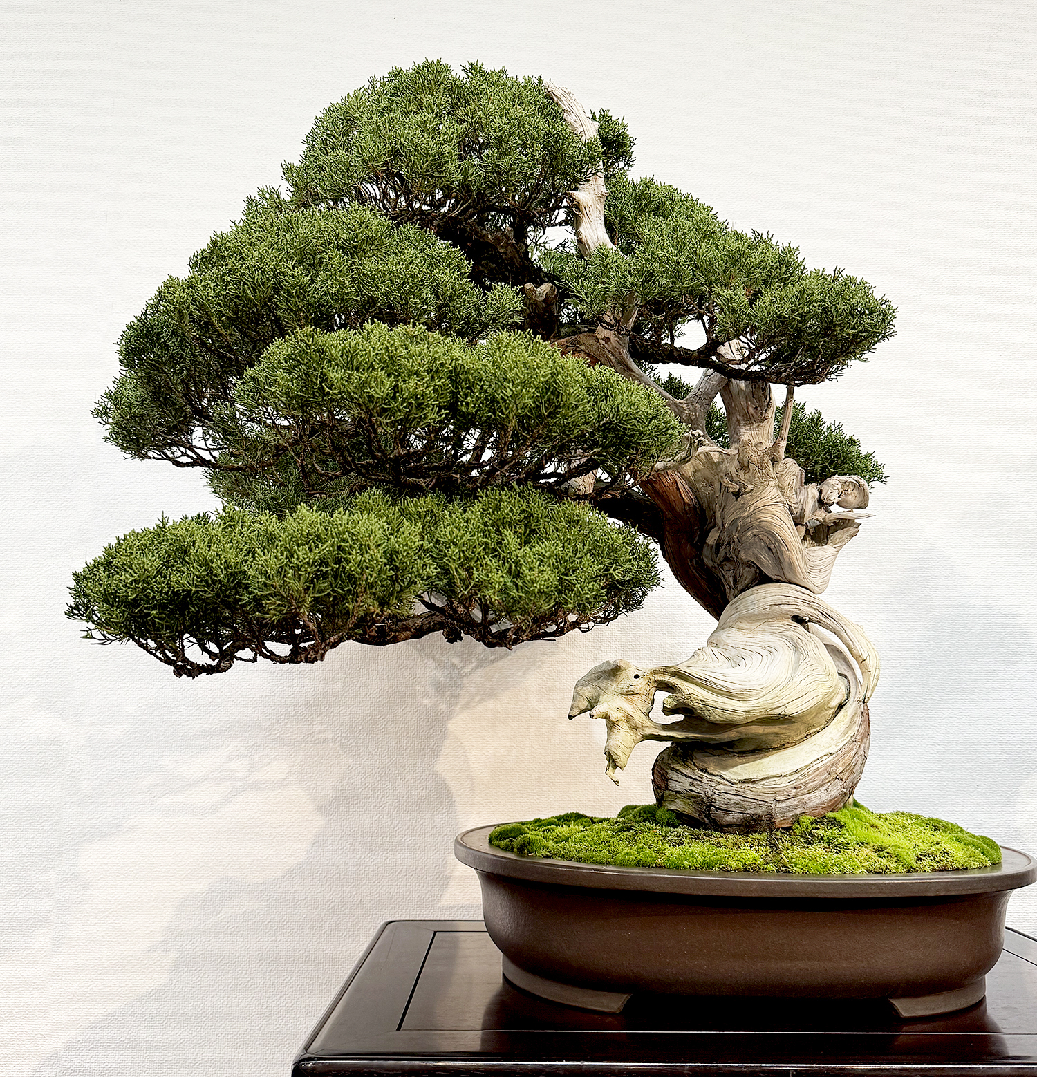 BONSAI出品 2025 99th Kokufu Bonsai Exhibition– Part 1– Part 2 – Valavanis